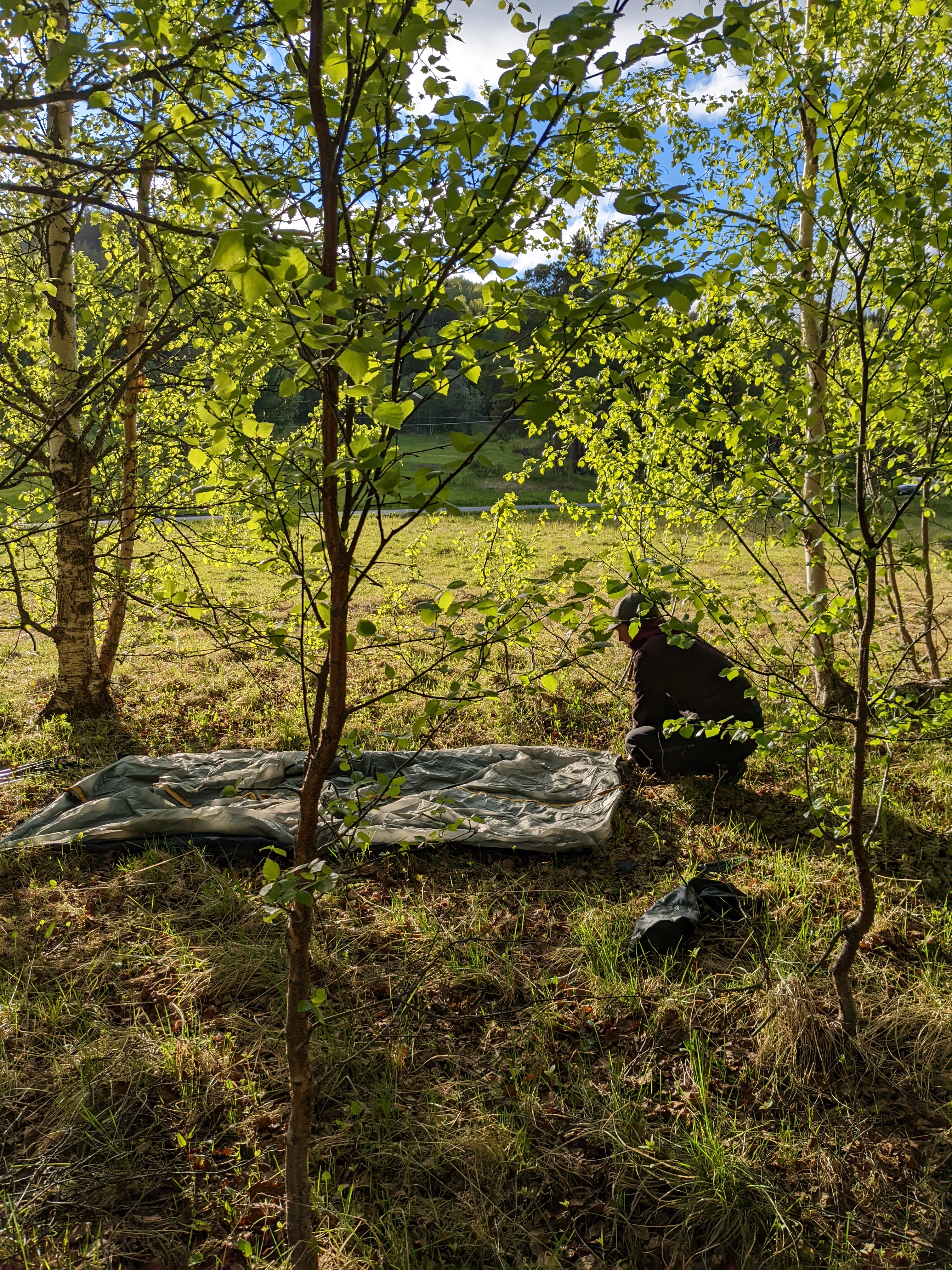 heidi unrolling the tent in a warmly backlit birch grove