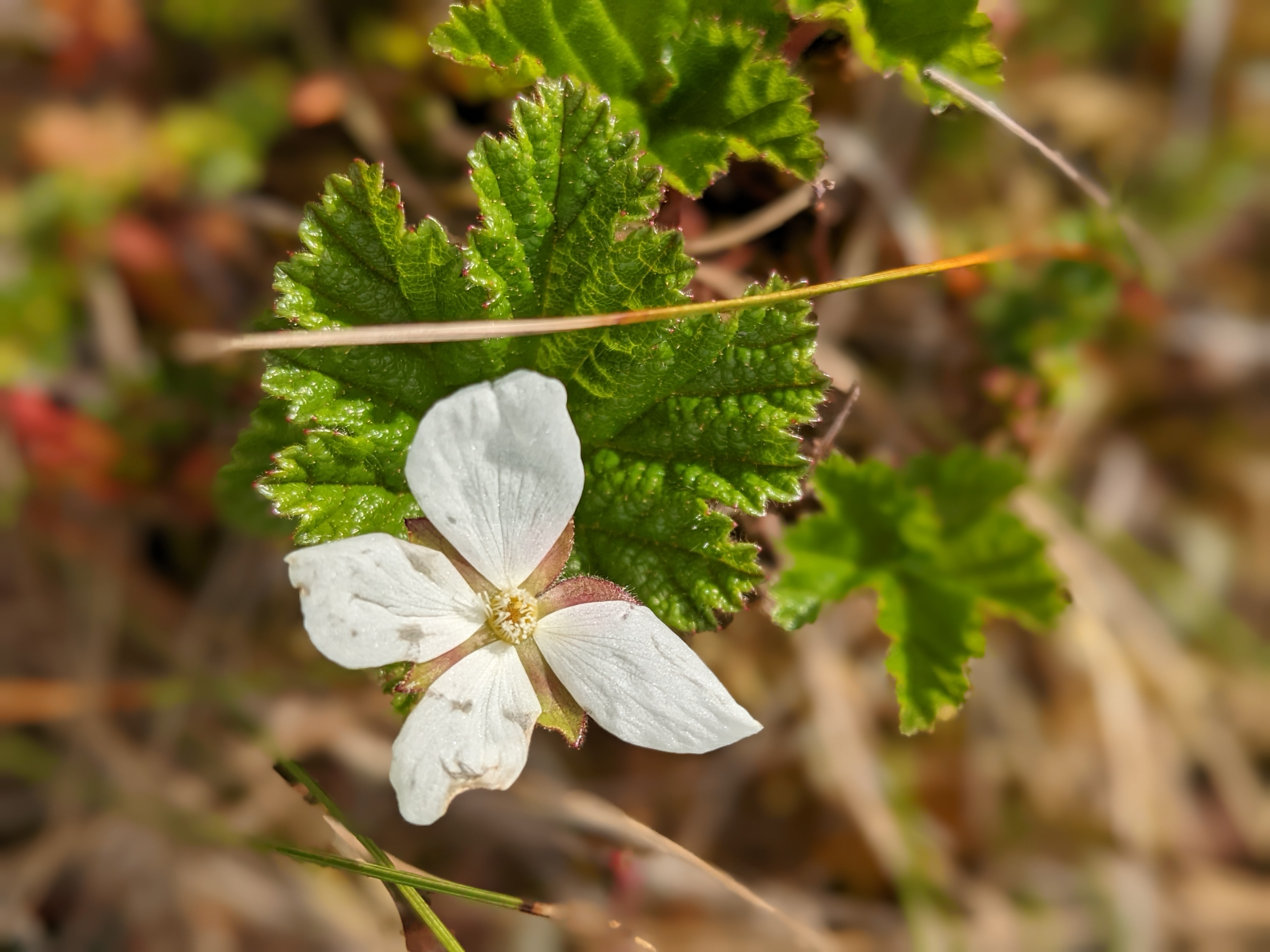 simple white cloudberry flower