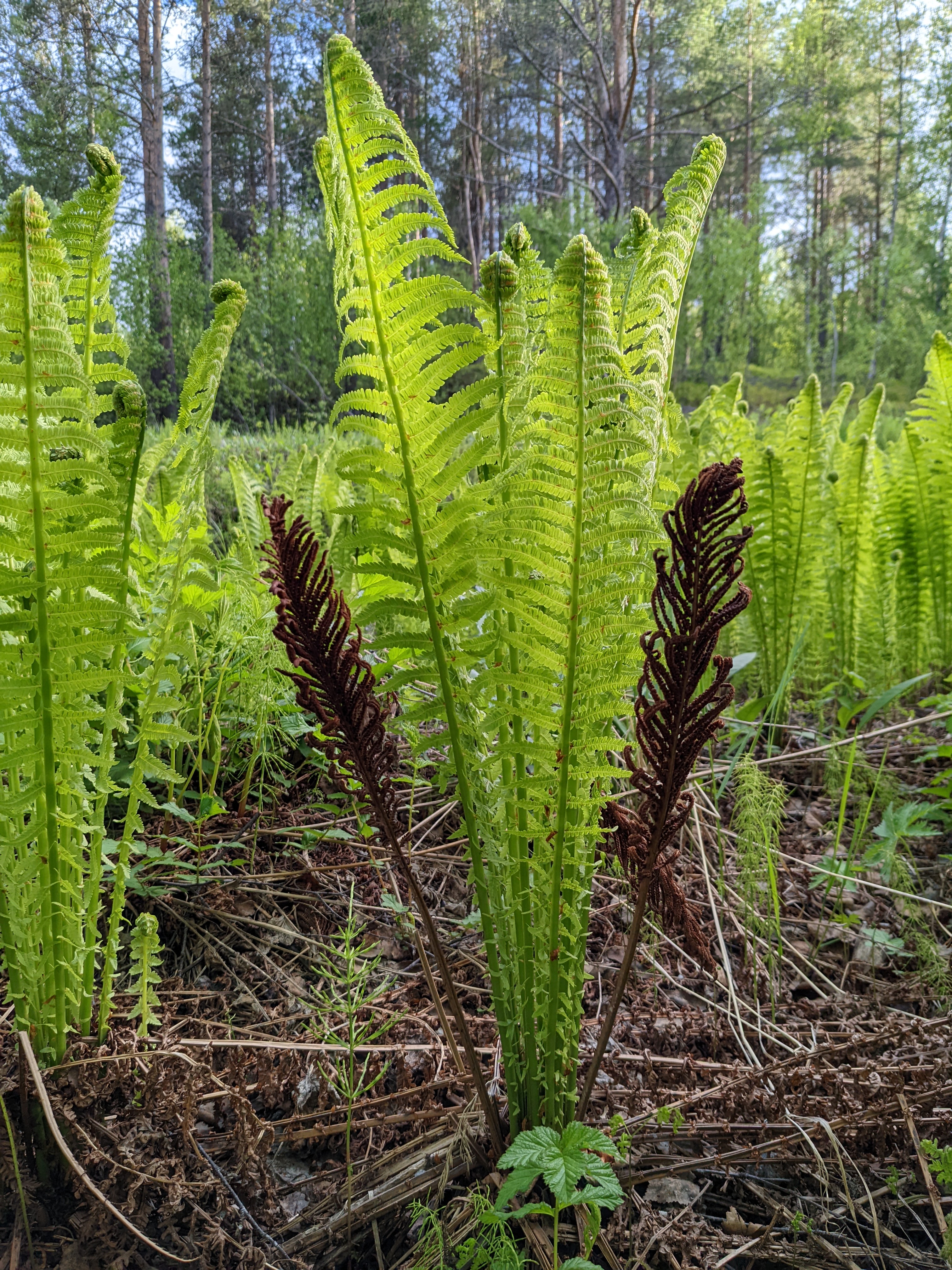 a cluster of sword fern leaves (or similar) standing straight up, with two brown leaves sticking up on the sides