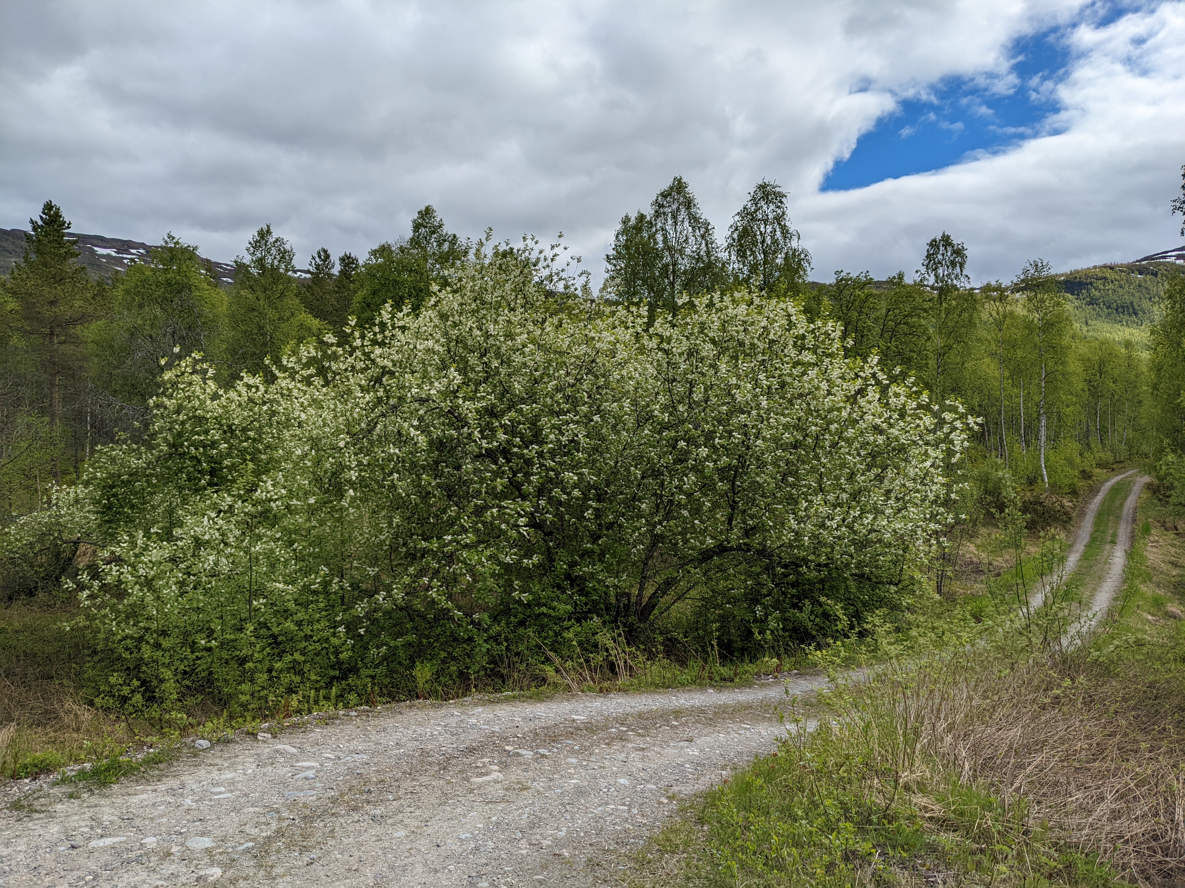 an undulating gravel road running left to right below a blooming shrubby tree