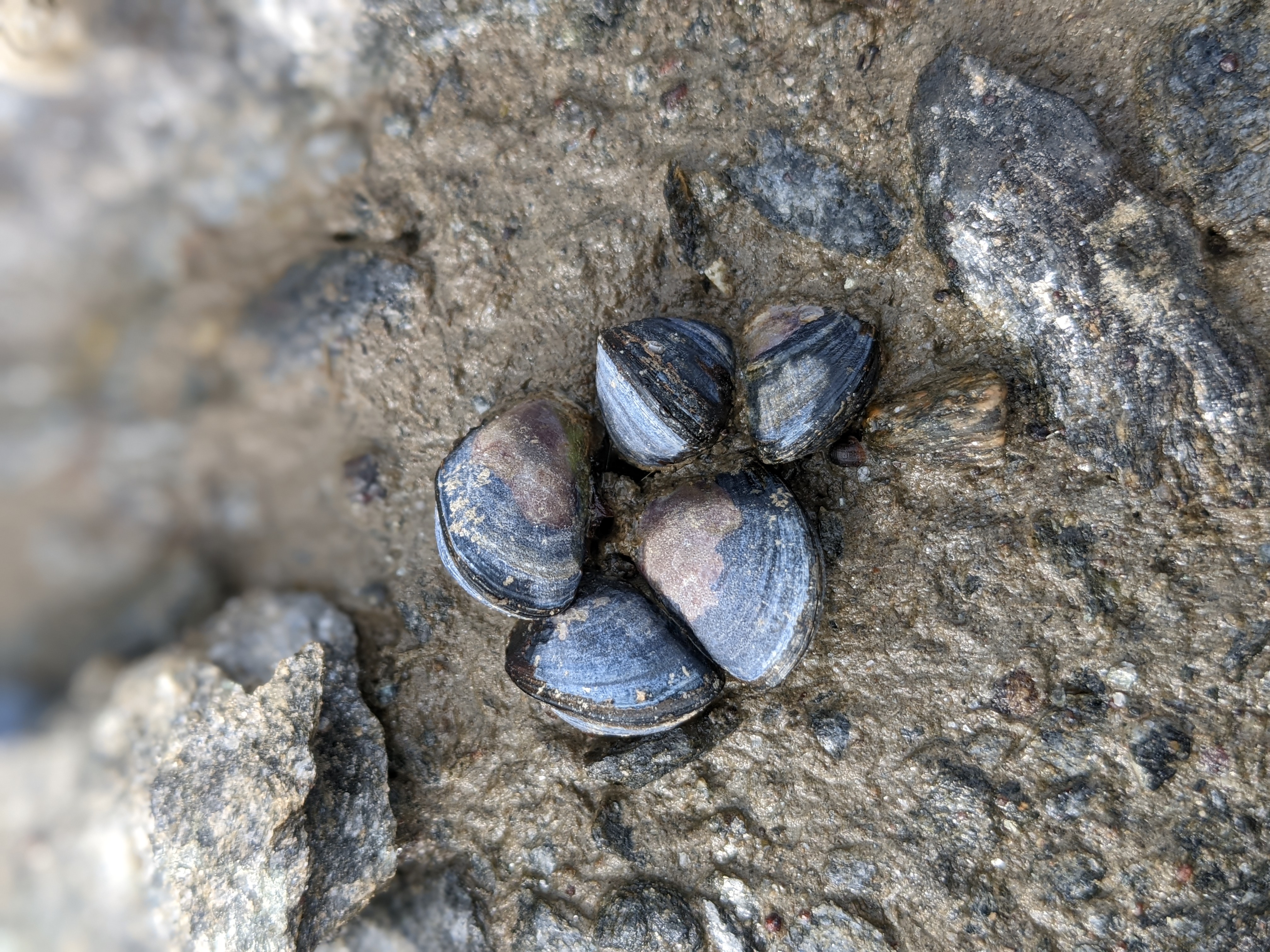five small mussels half-buried in the sand