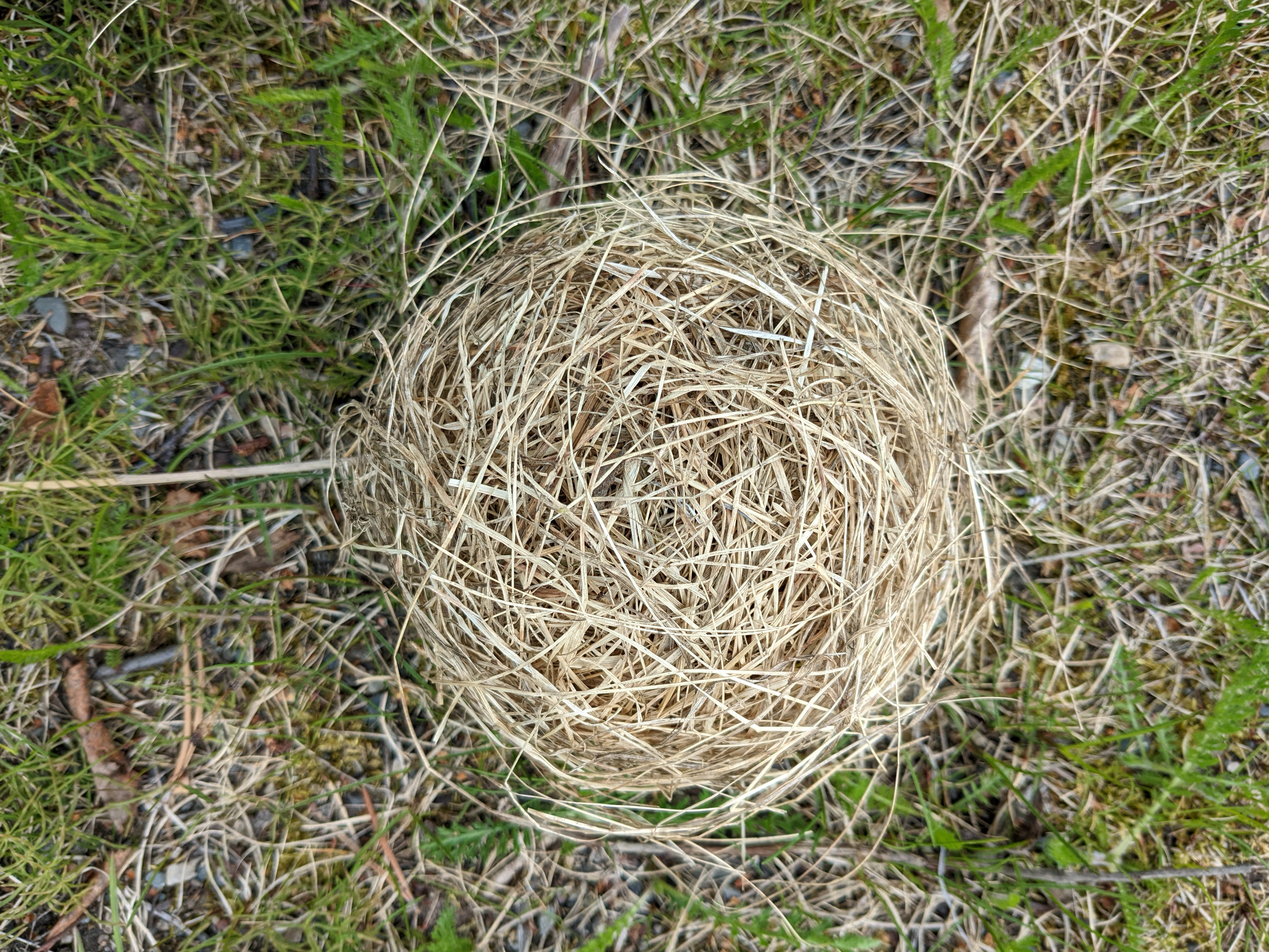 a very round bird's nest of light-colored grass sitting upside down on the ground