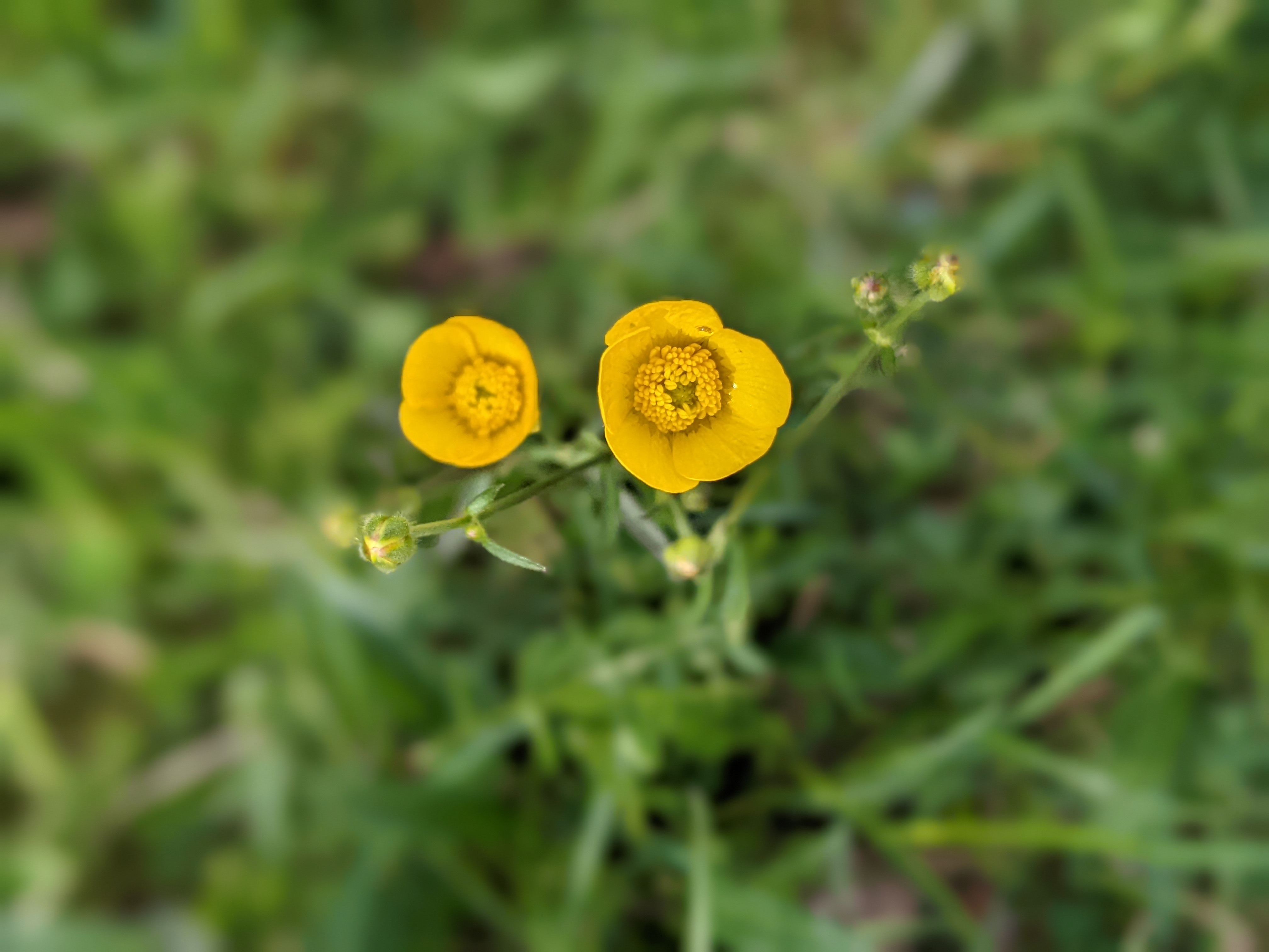 small yellow flowers