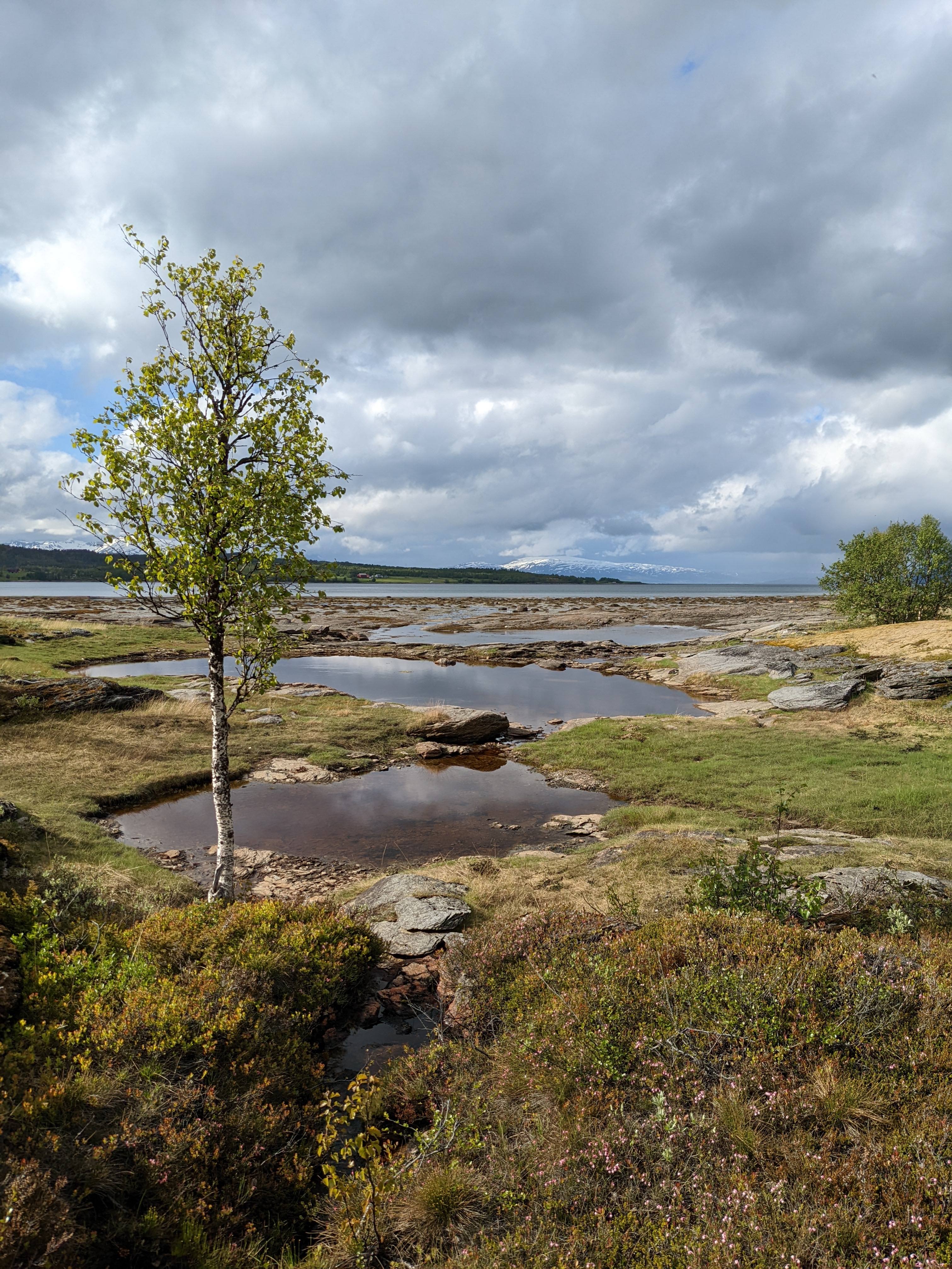 a string of tide-pools and a small birch tree