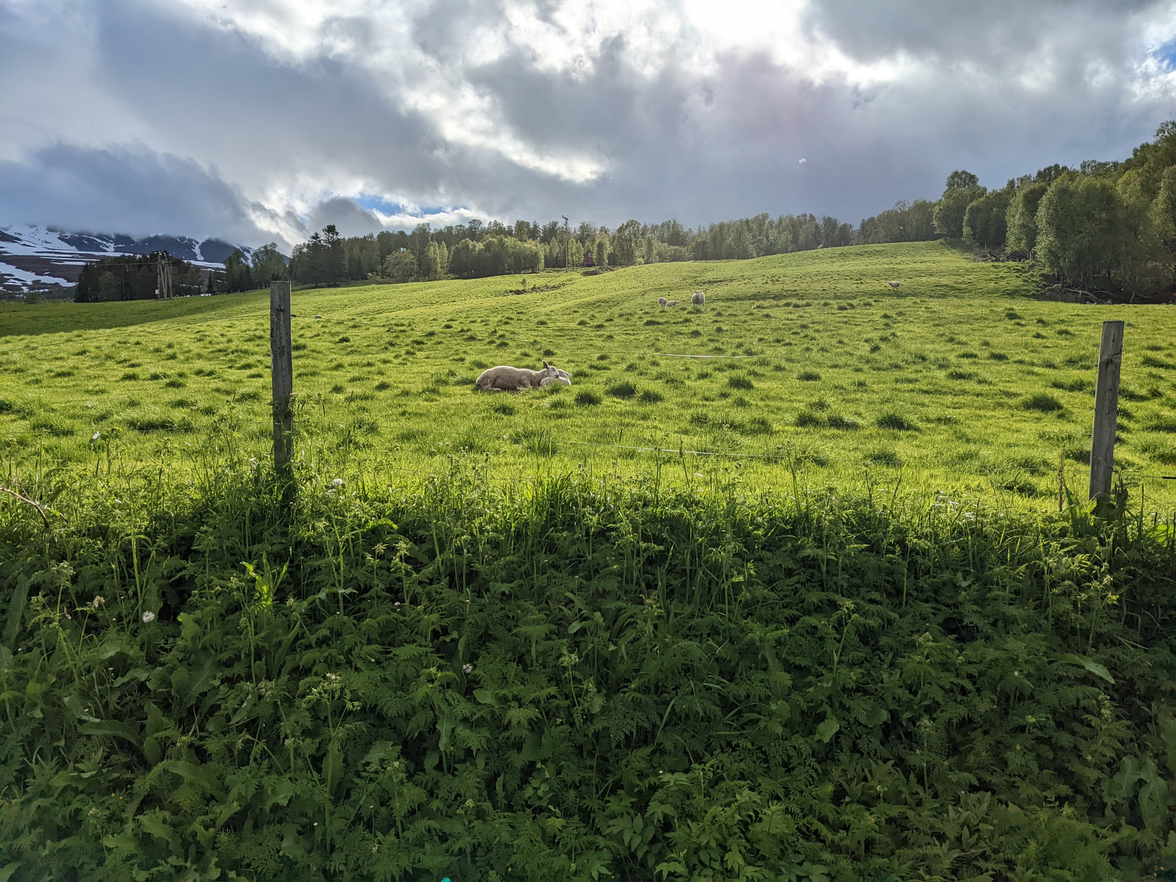 A ewe sleeps with her head on her lamb's haunches in a green field