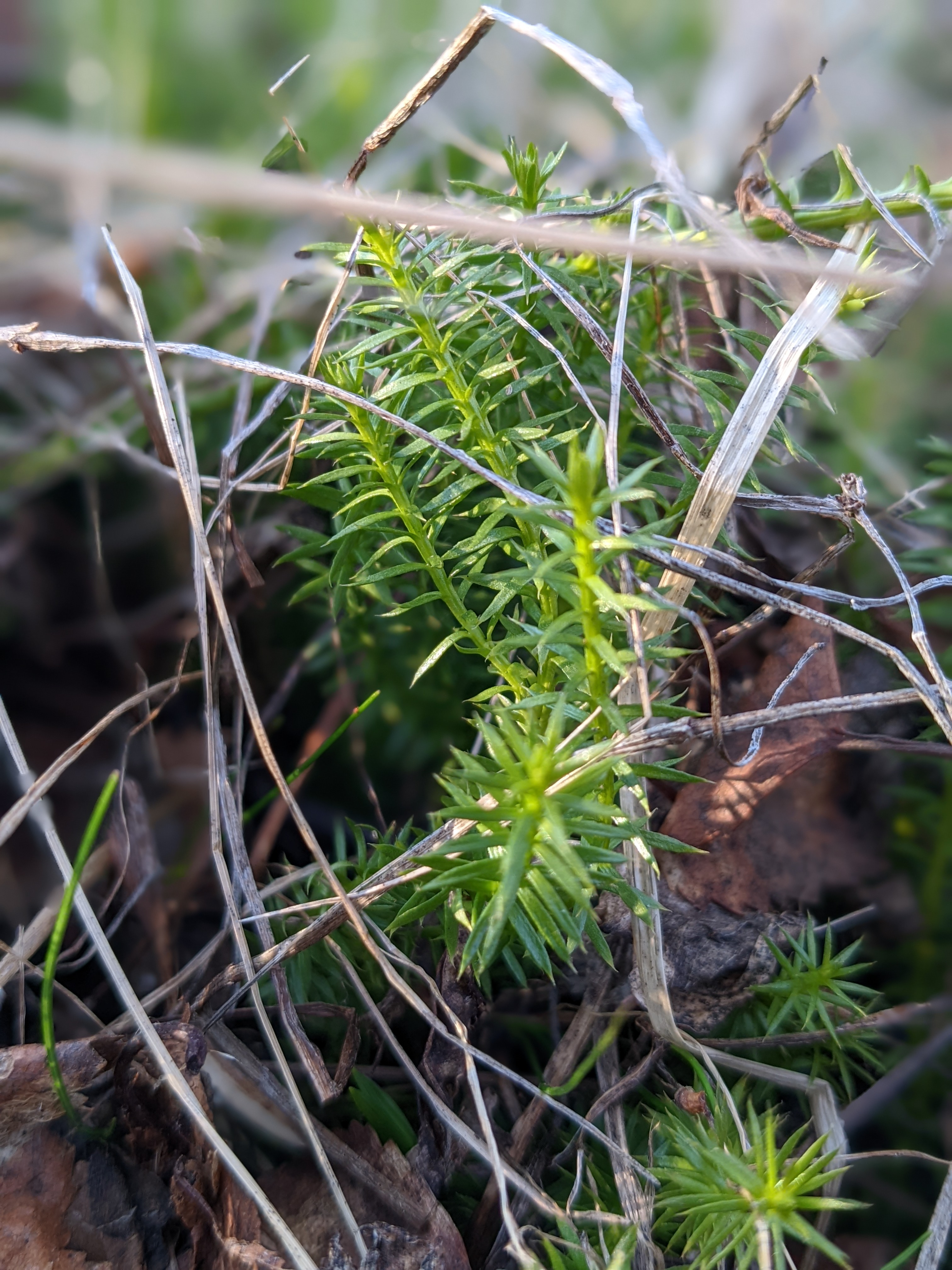 lovely delicate green plant about two inches tall