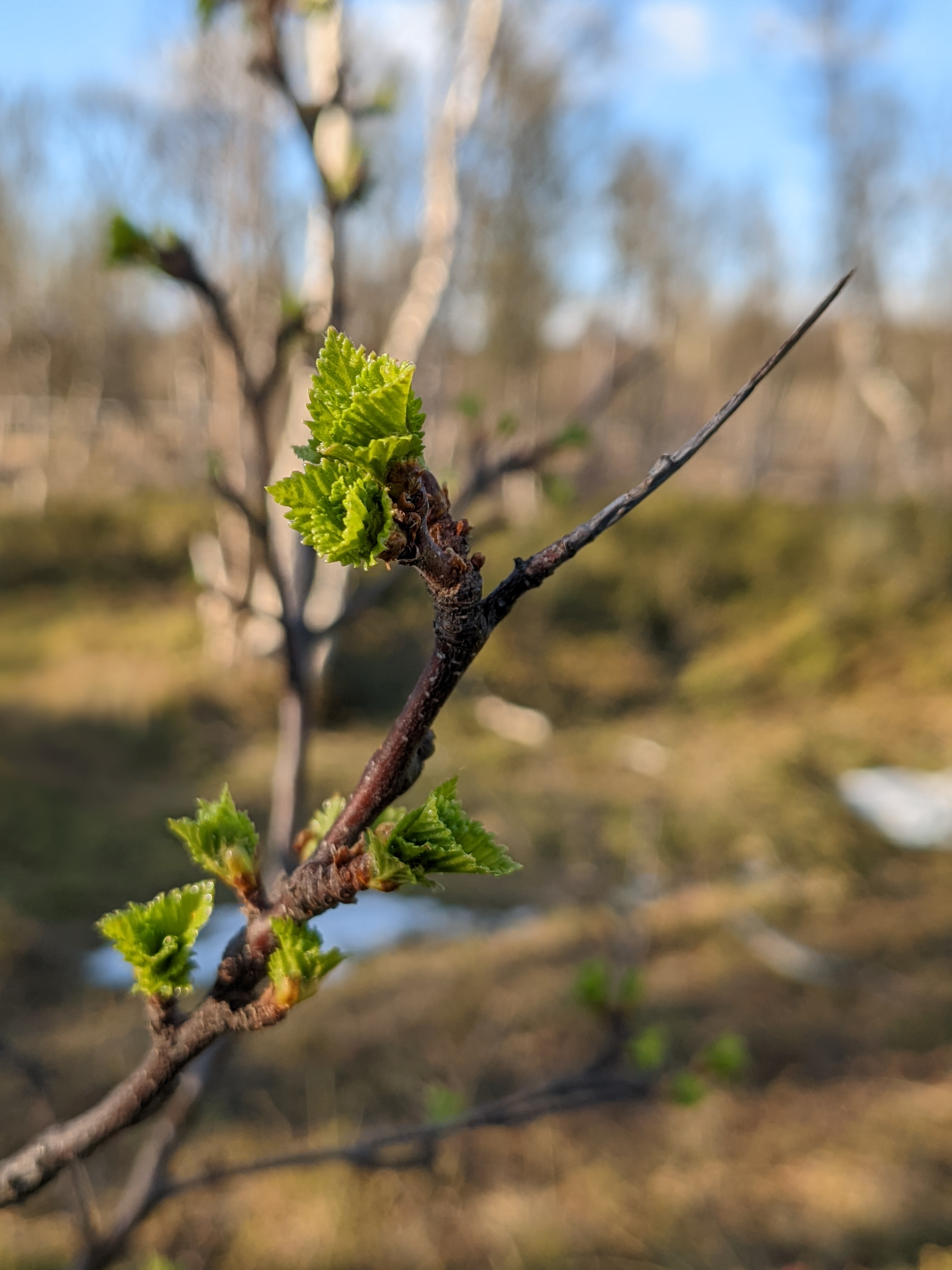 new birch leaves emerging from the bud