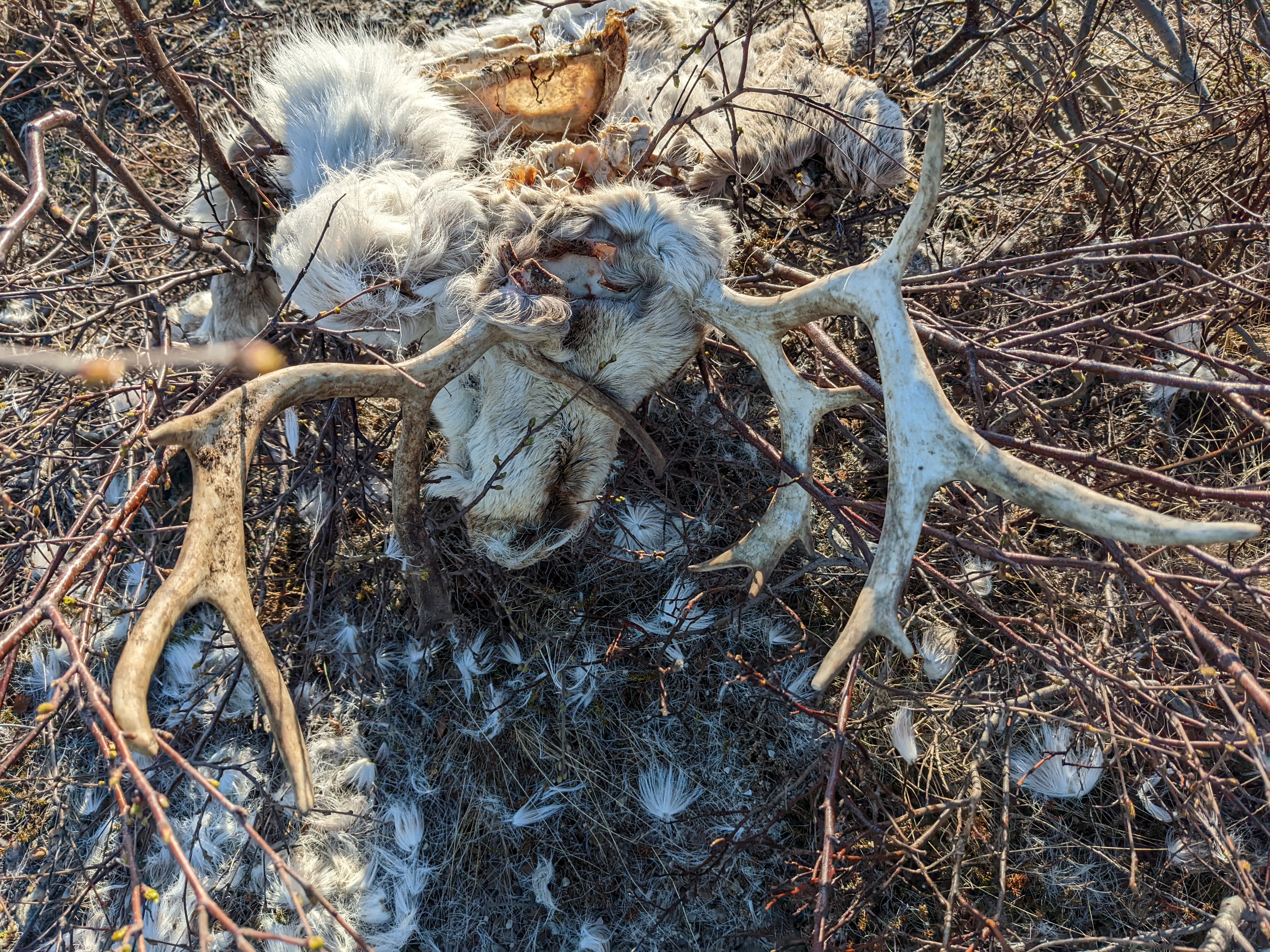 a roadkilled reindeer with medium-sized antlers