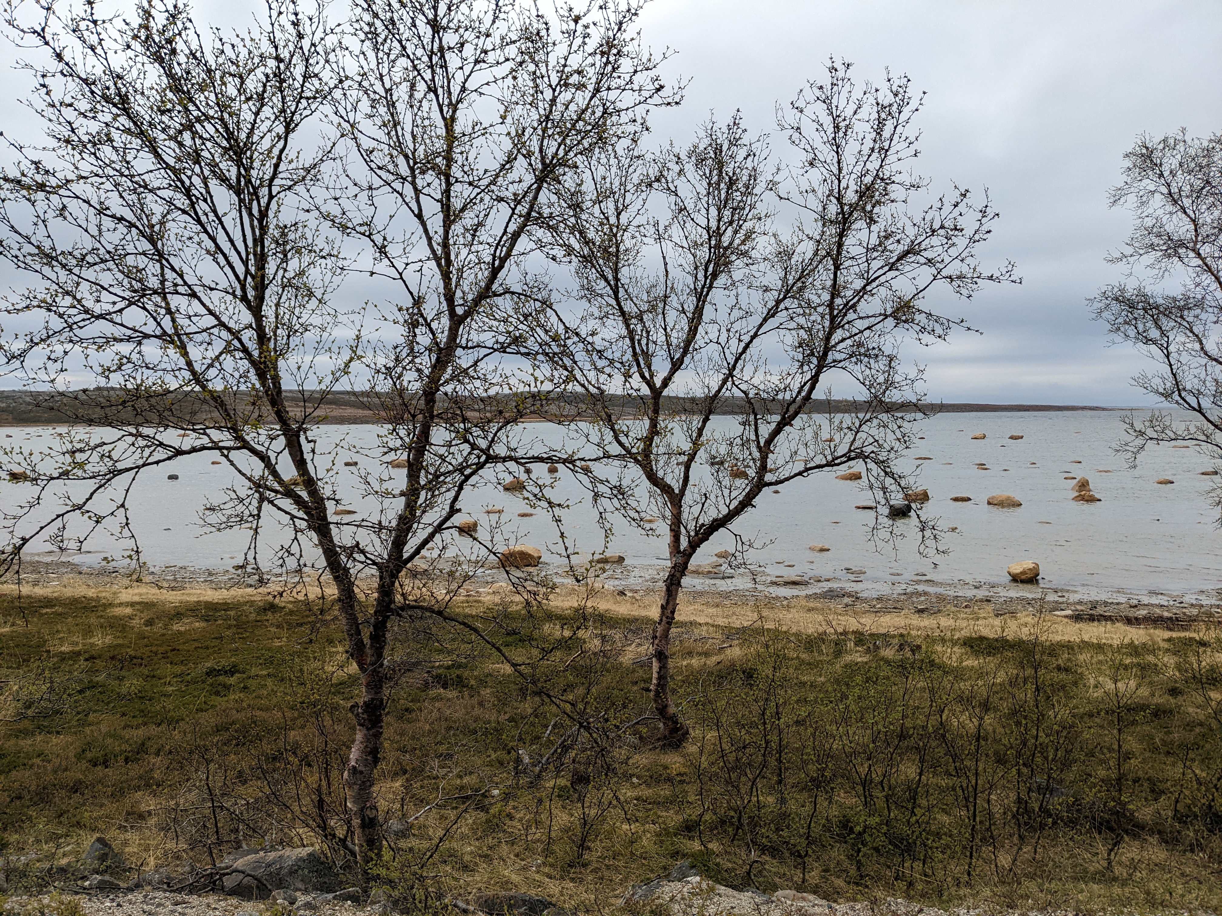 rocks evenly dispersed in shallow water