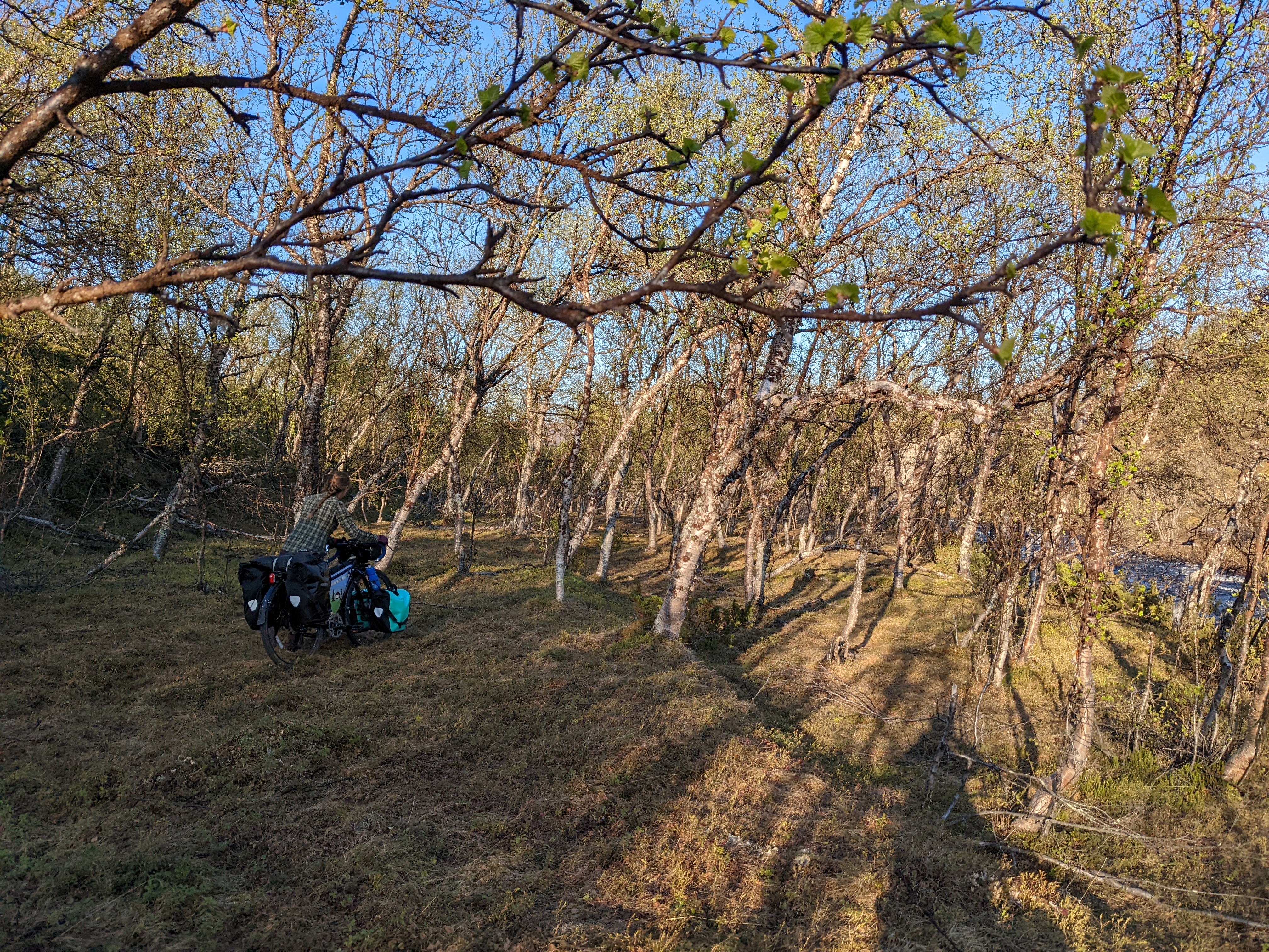 H pushing her bike between birch trees