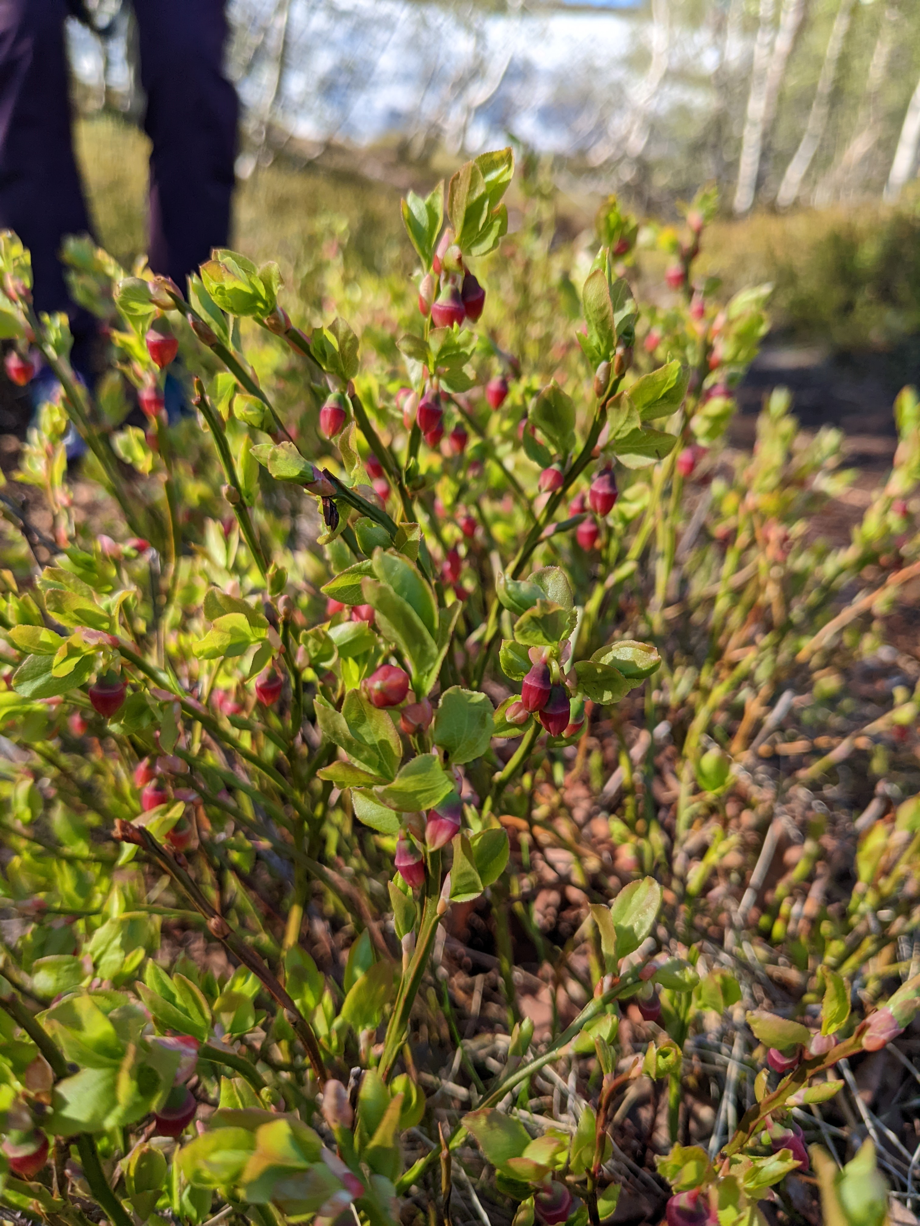 wild blueberry bushes in flower