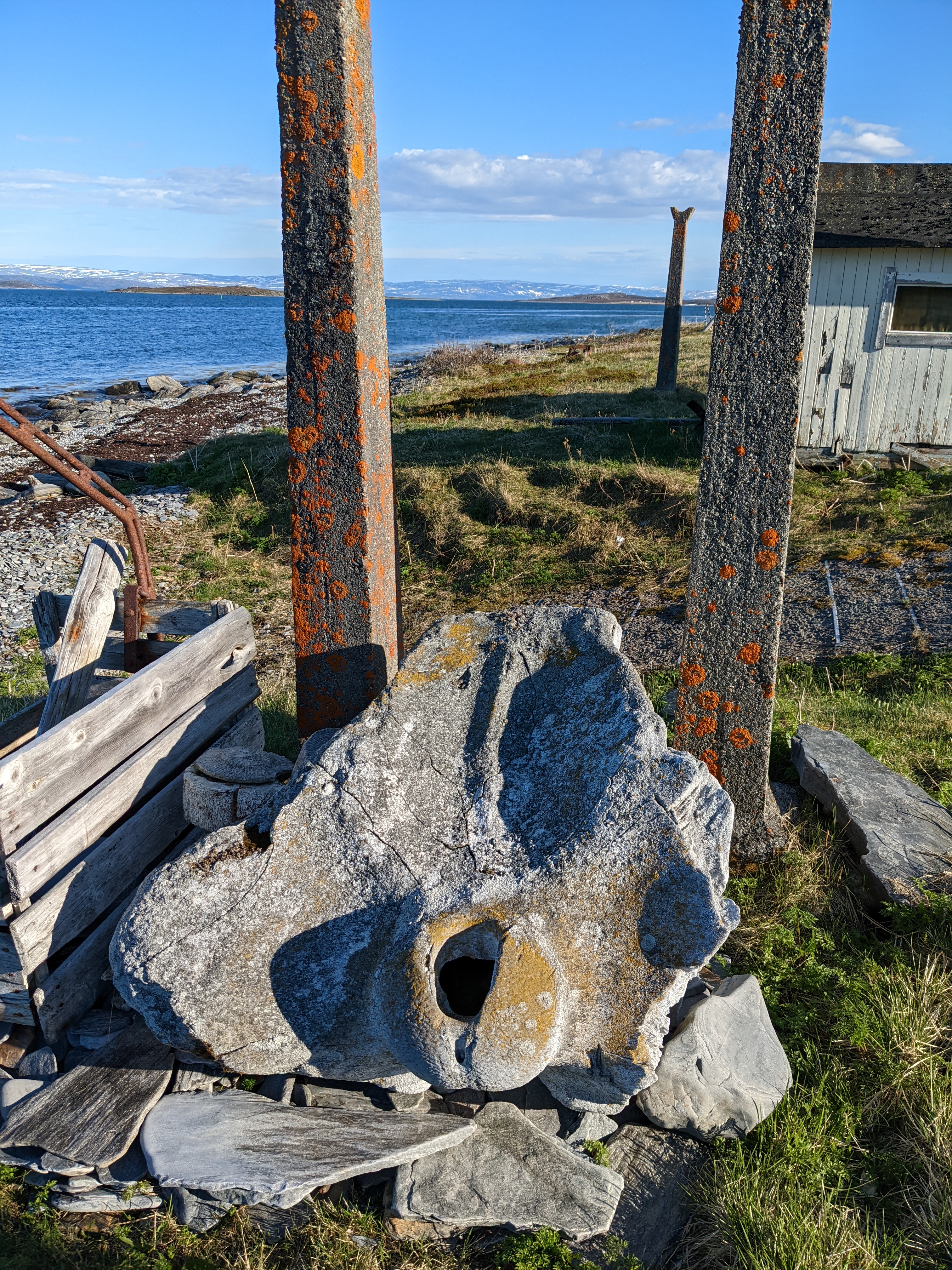 unidentified whale bone