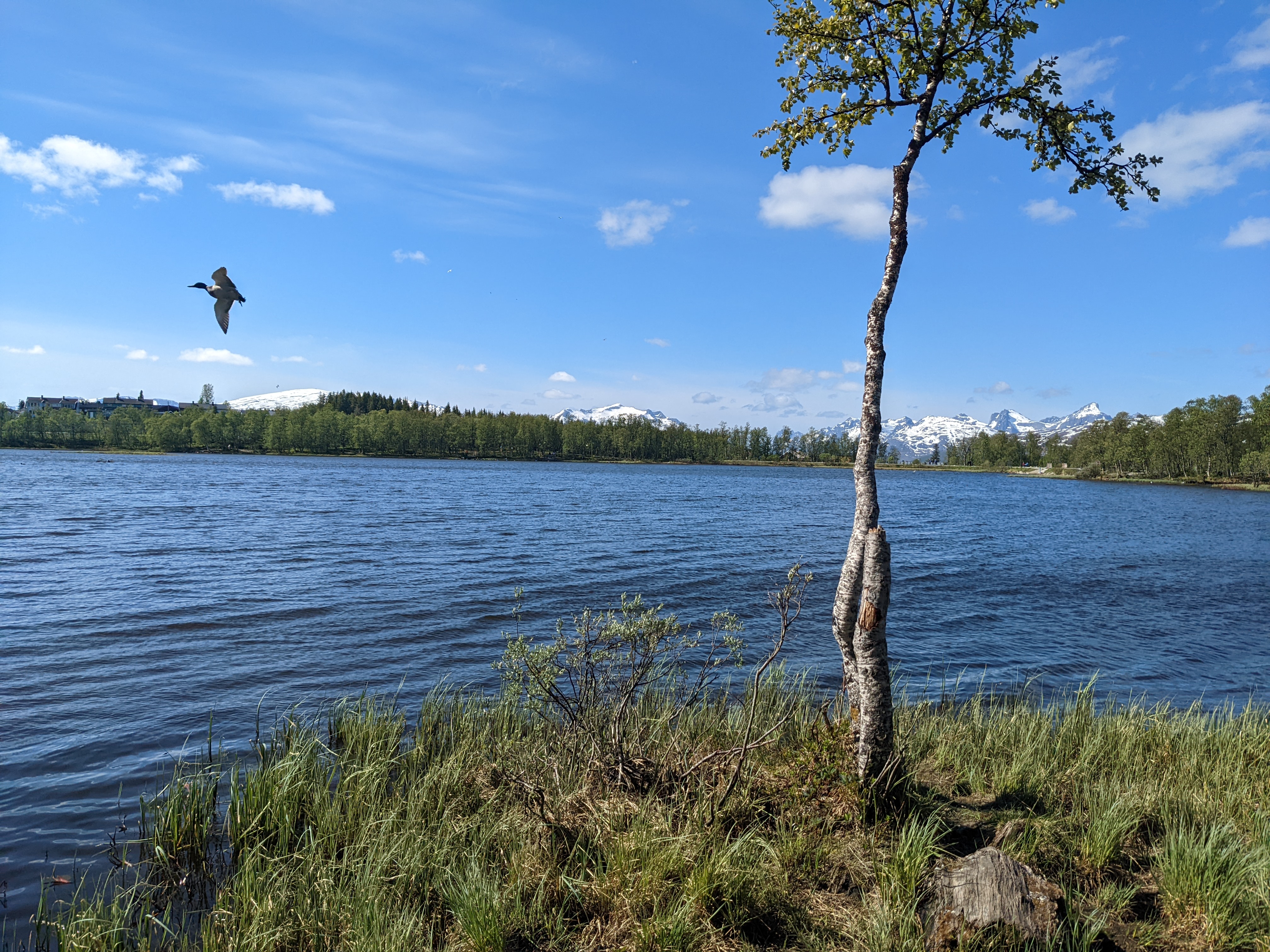 a duck comes in to land near a small birch on the prestvannet