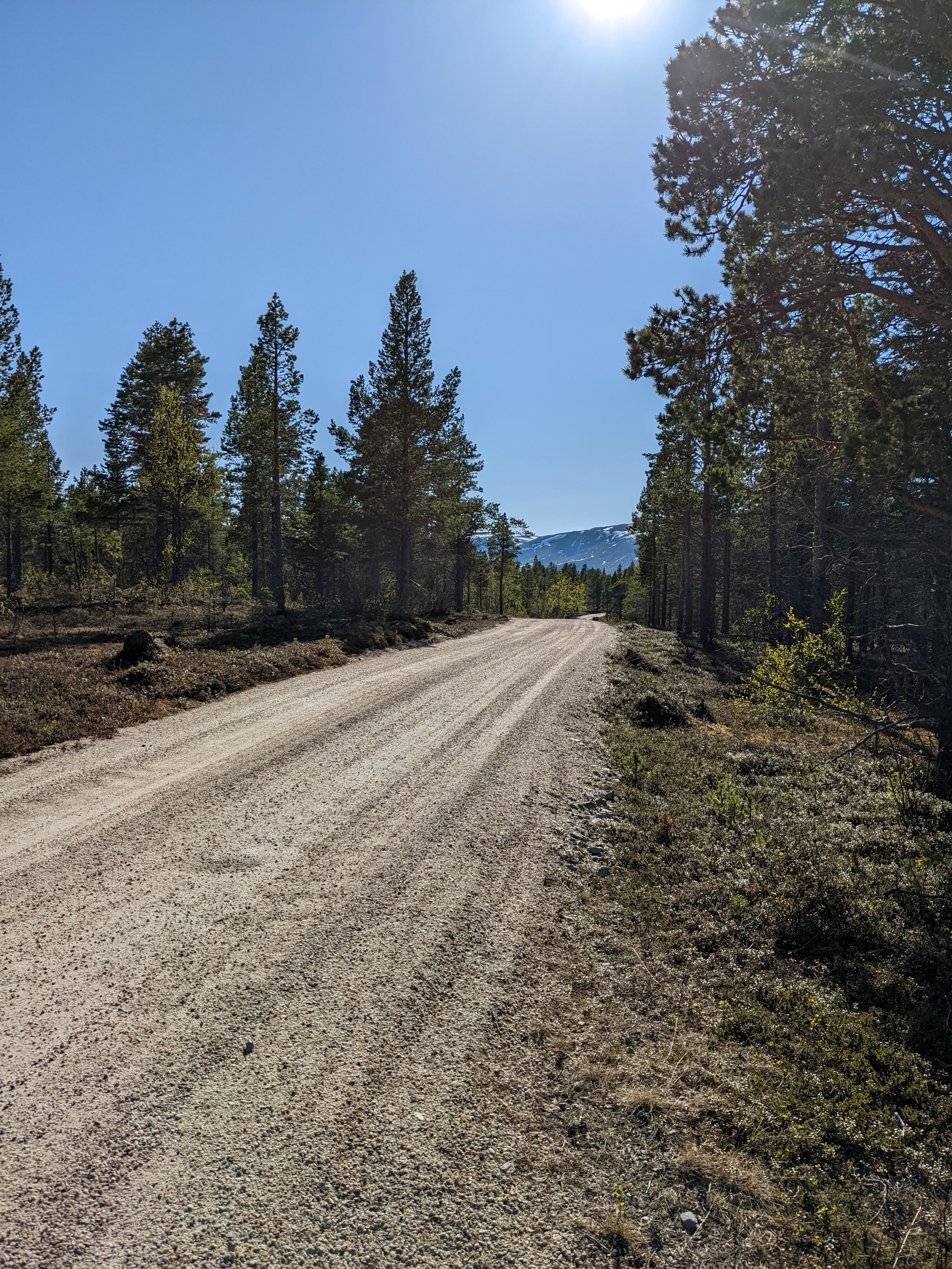 smooth gravel road through pine forest into stabbursdalen NP