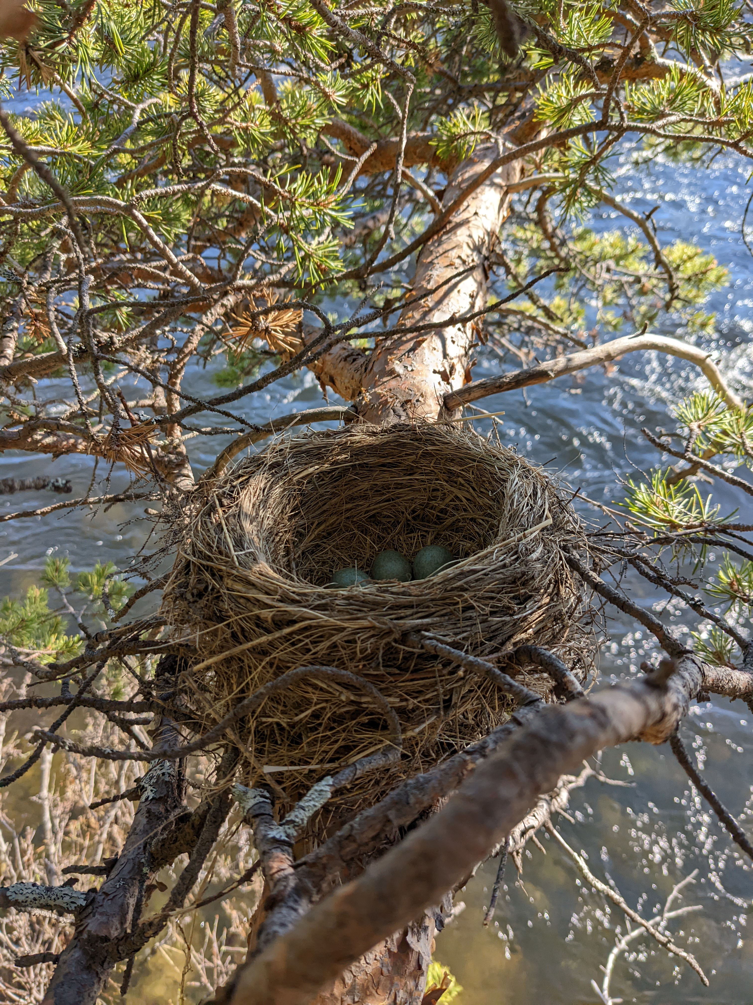 A grass birds nest in the crook of a pine bough over the water