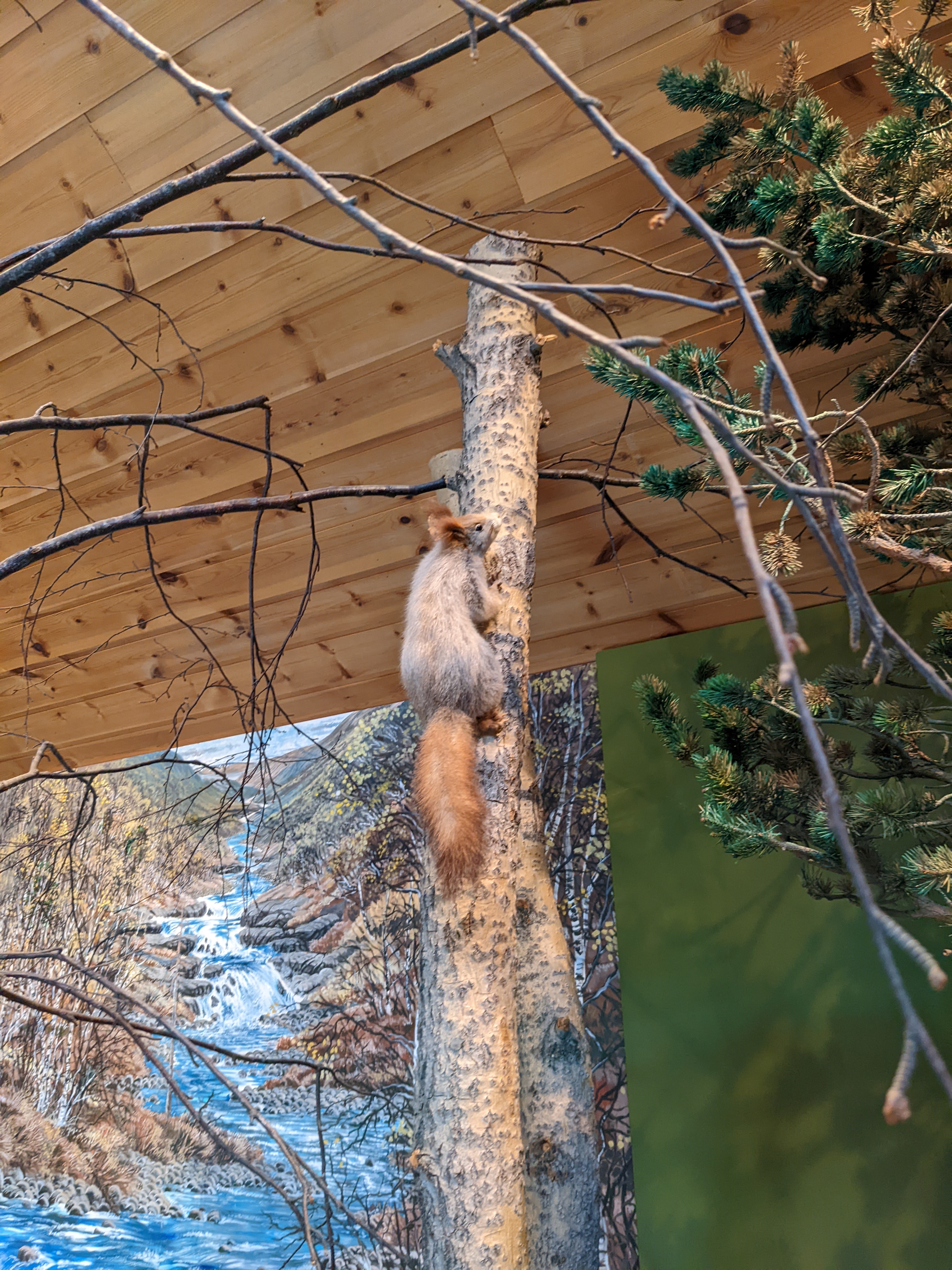 a stuffed local squirrel on a pine tree trunk