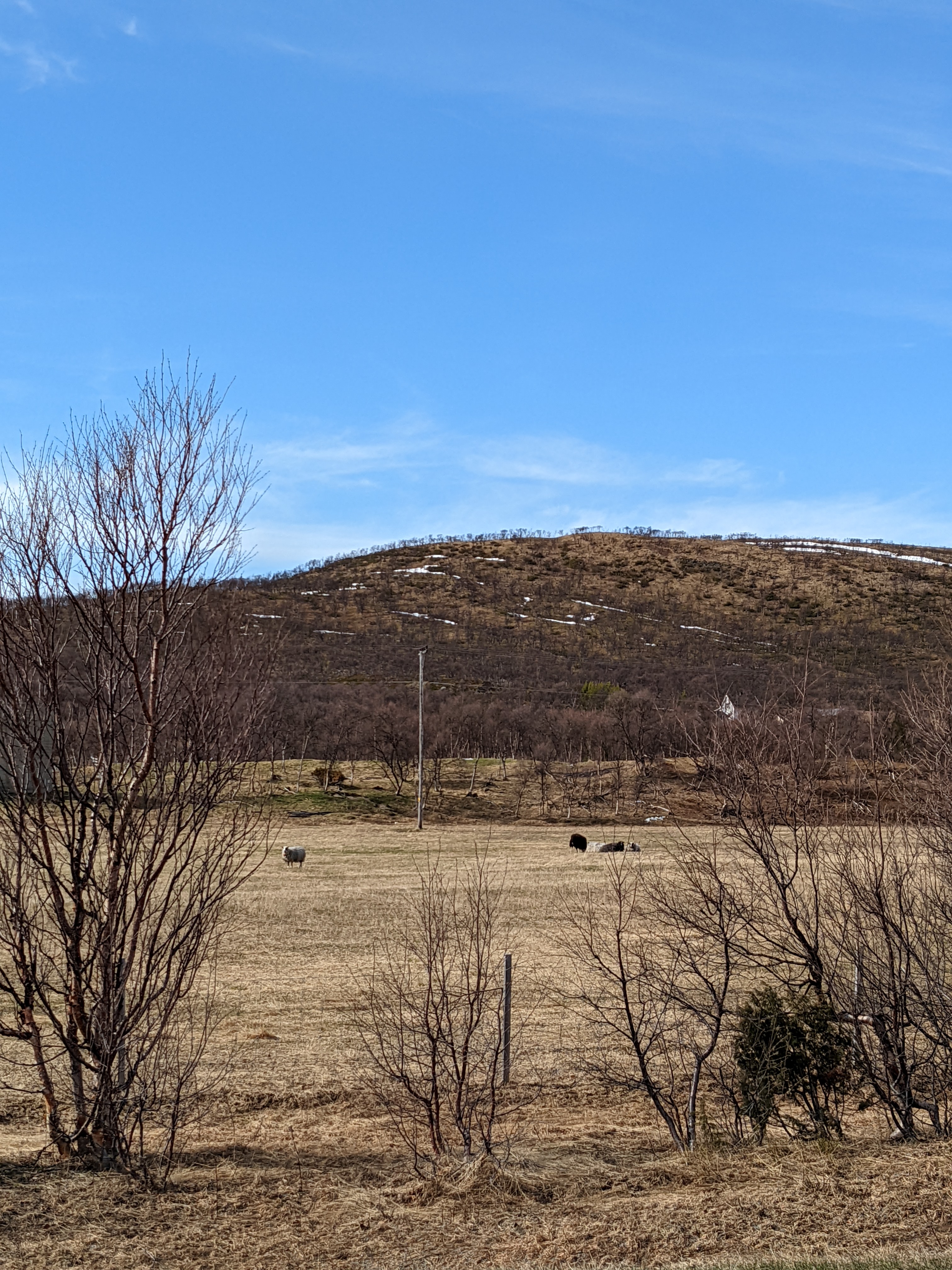 sheep in a field