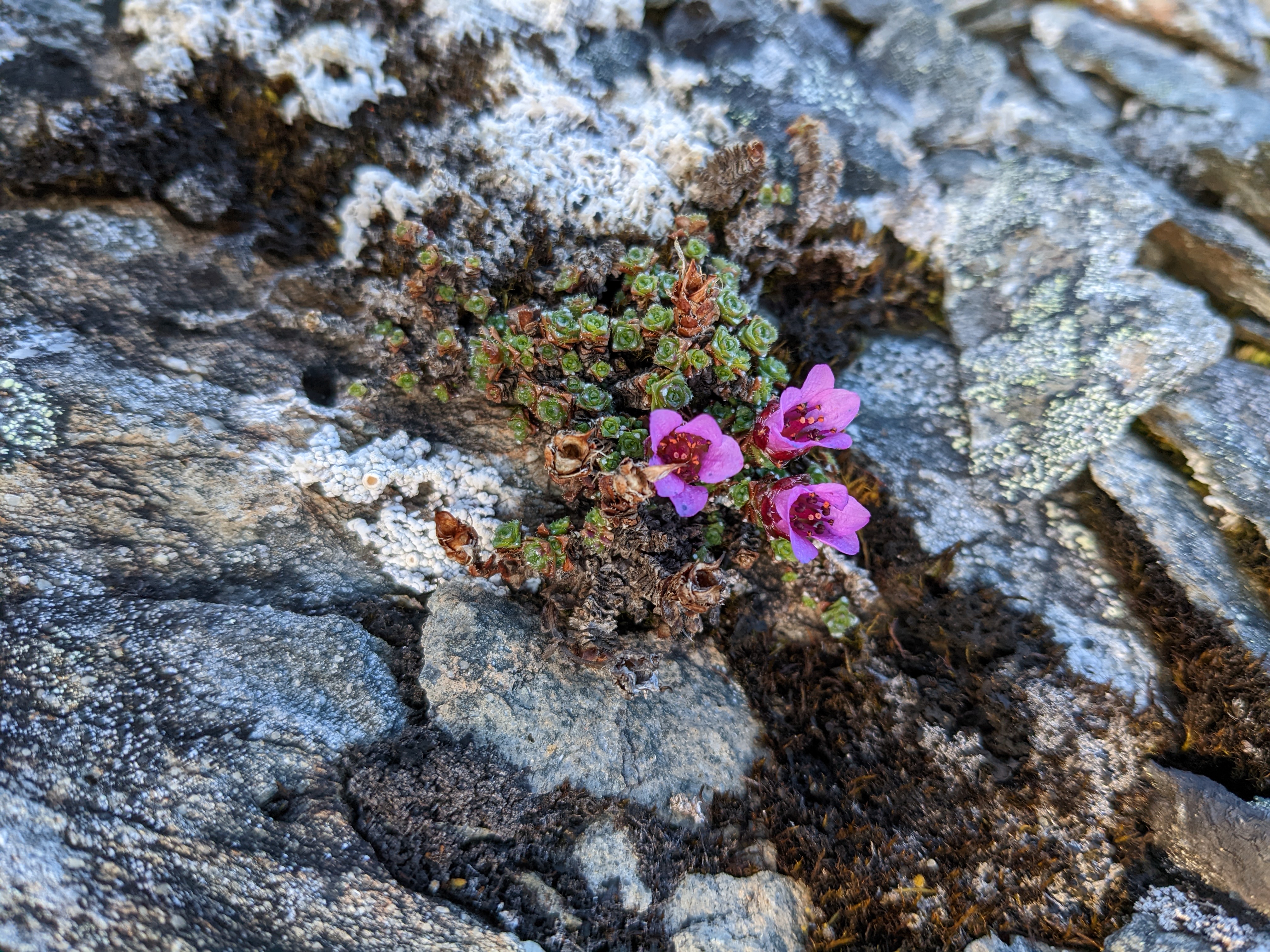 tiny pink flowers on a rock