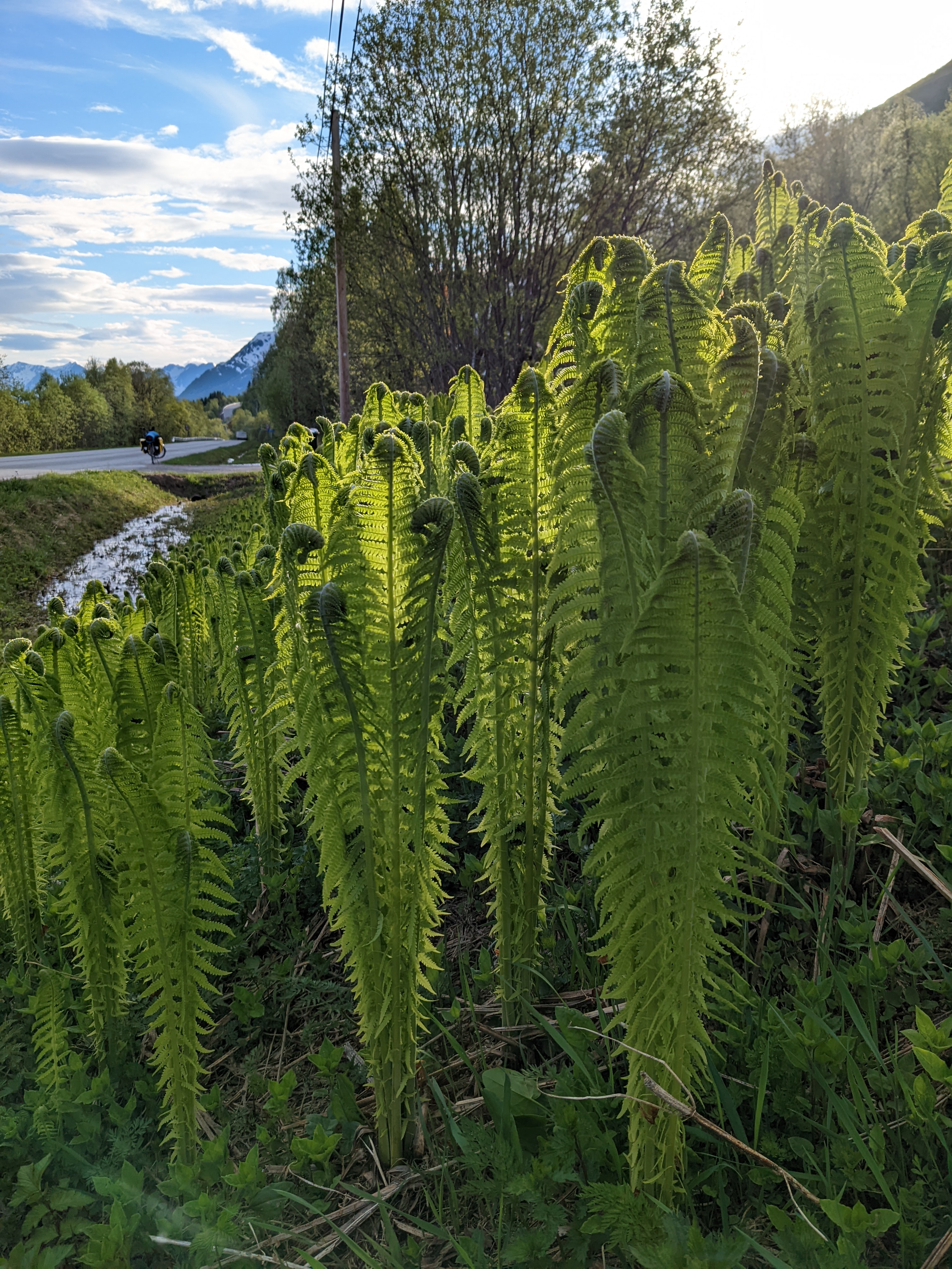 A new bunch of ferns shooting up from the culvert by the road