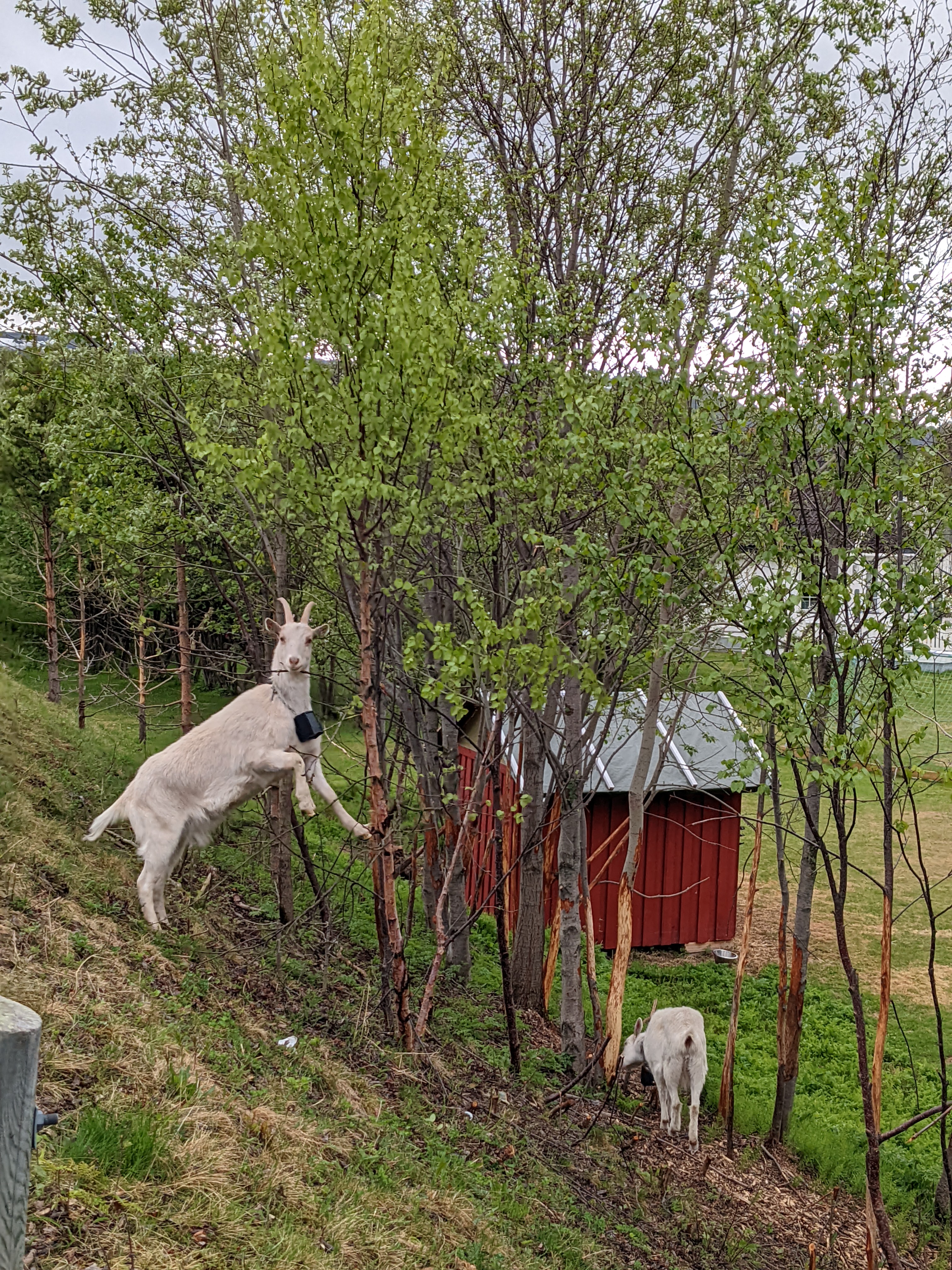 Very charismatic back-yard goats feeding on the leaves of small trees