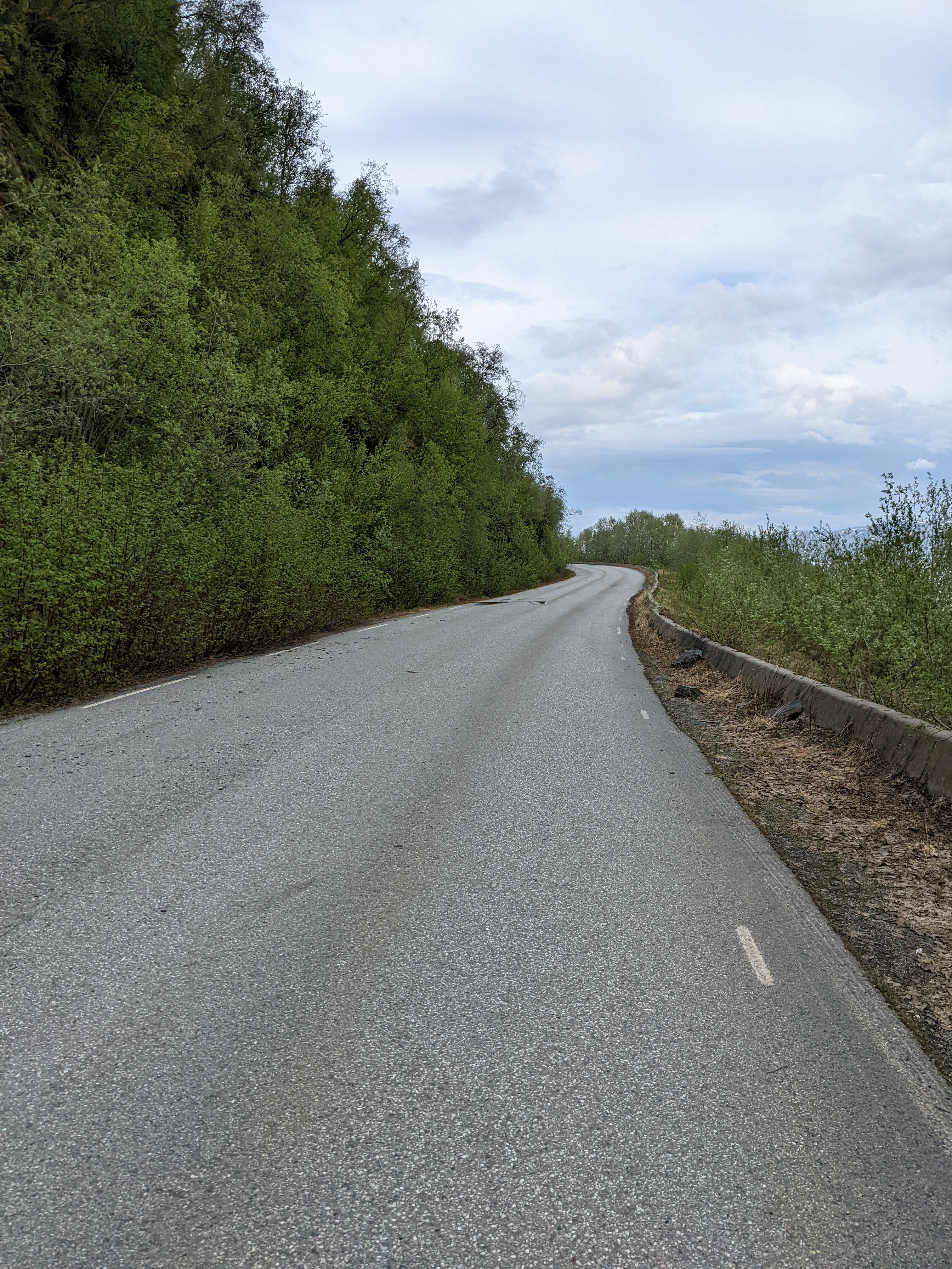 smooth, empty road through the trees