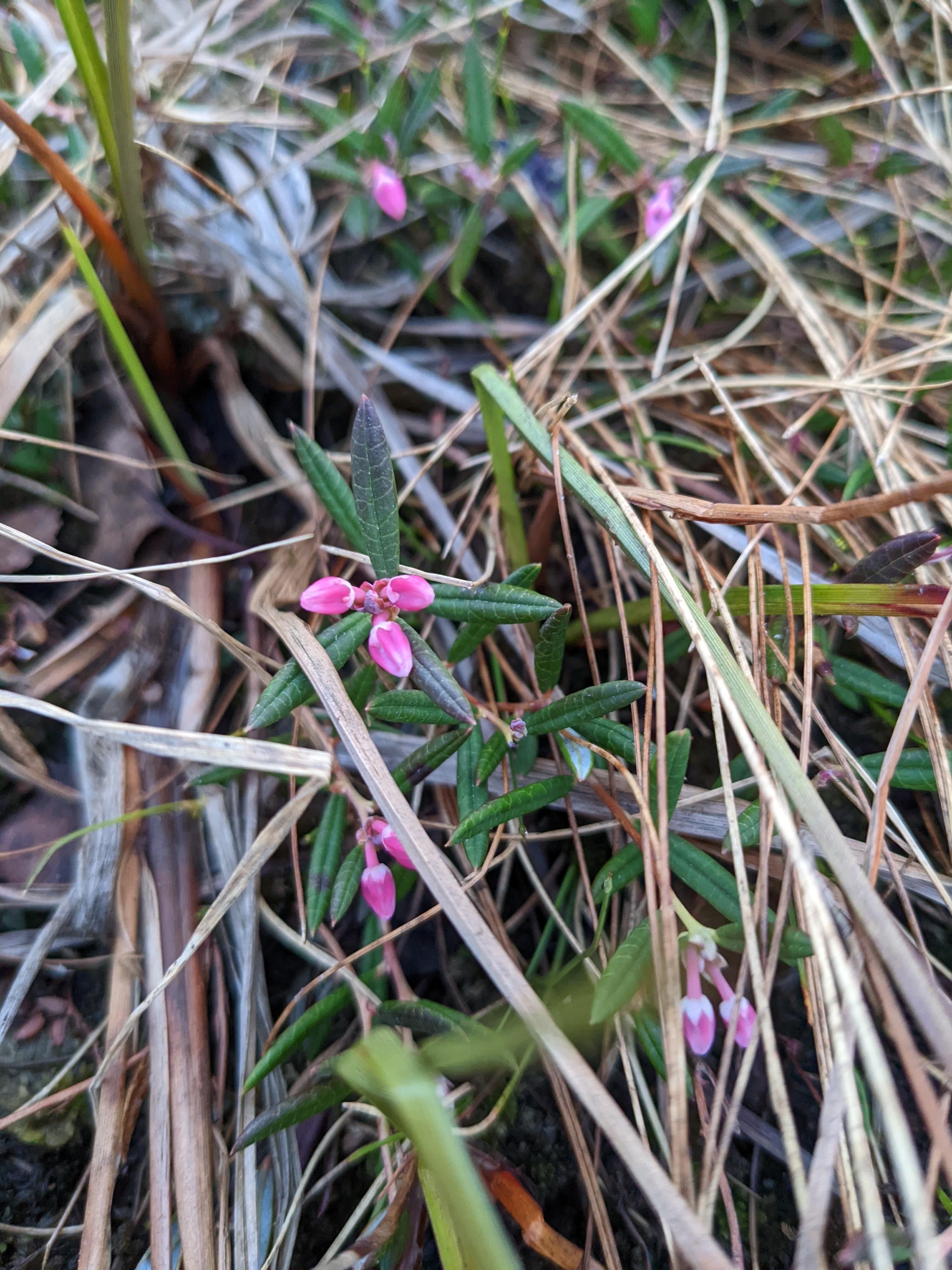 tiny pink flowers of a tiny arctic rhododendron