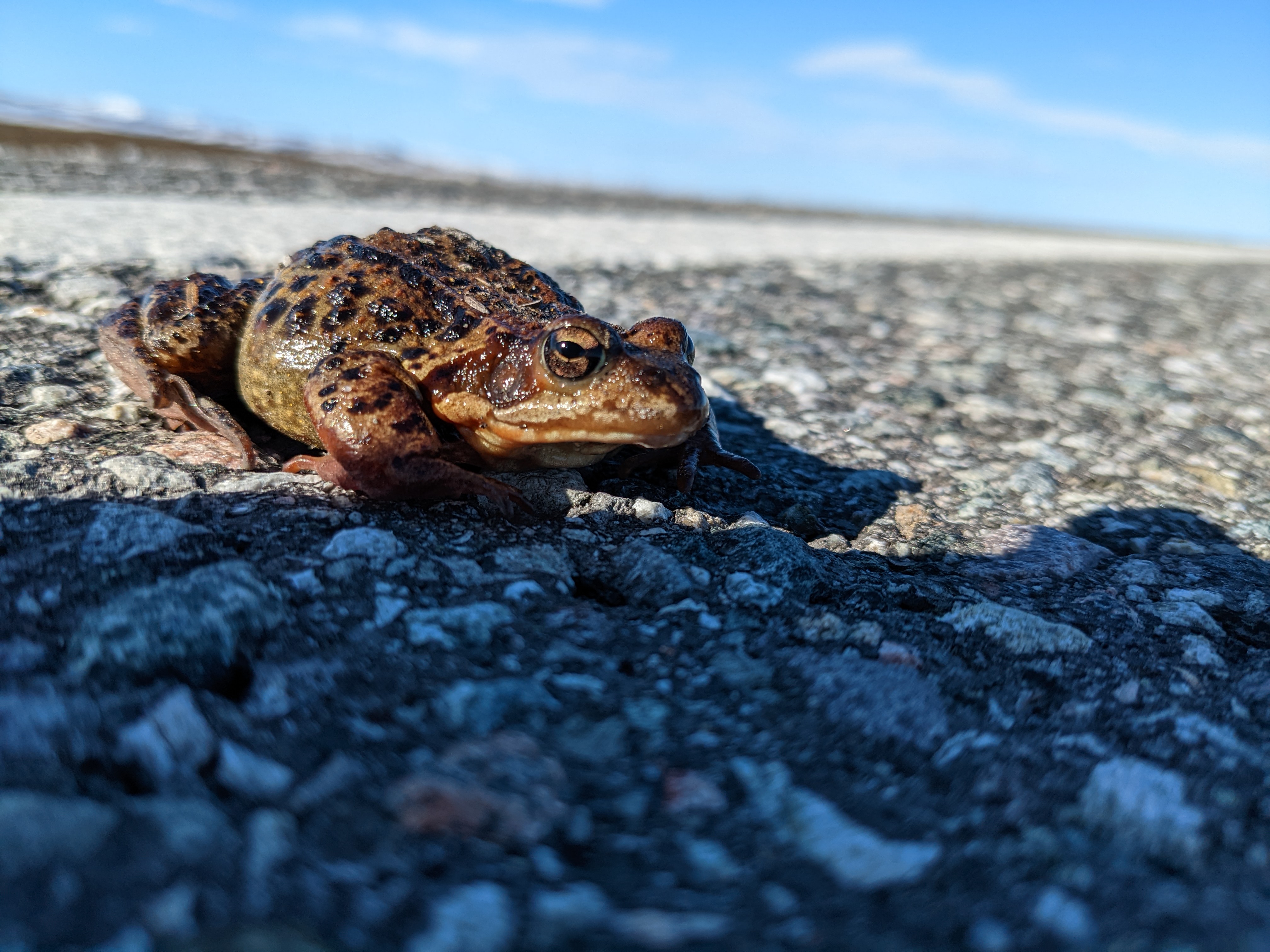 close-up of a toad on a road