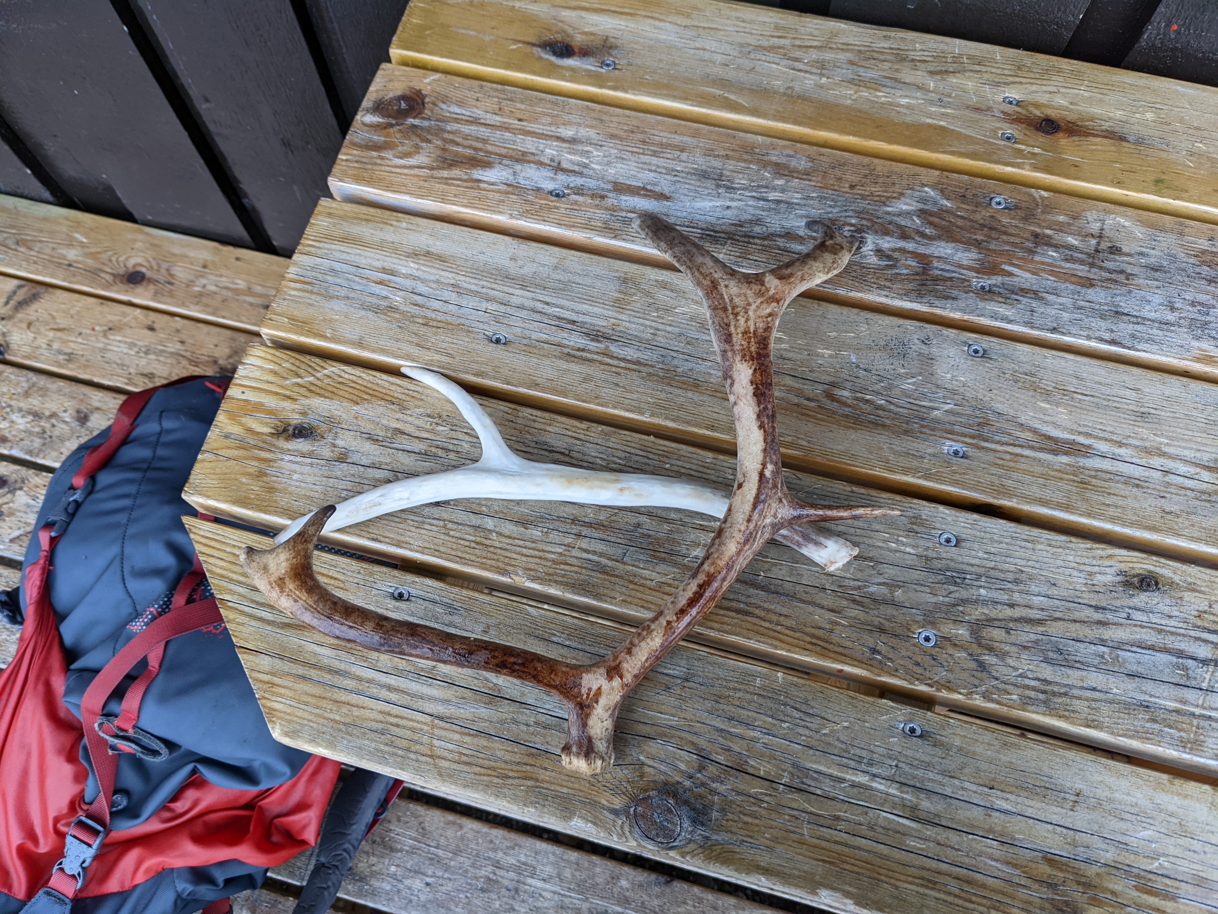 two reindeer antlers on a table