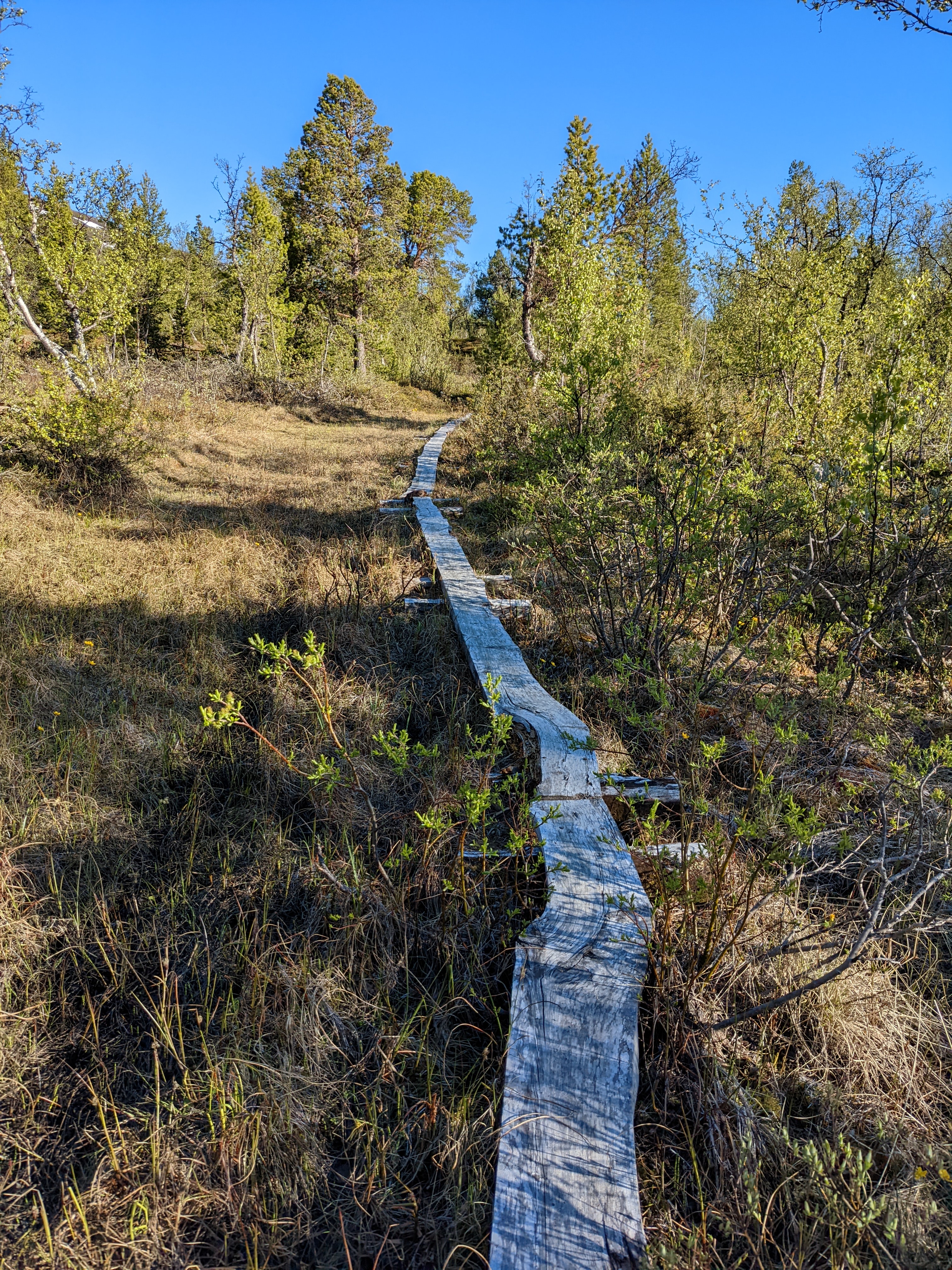 a narrow boardwalk over a wet meadow