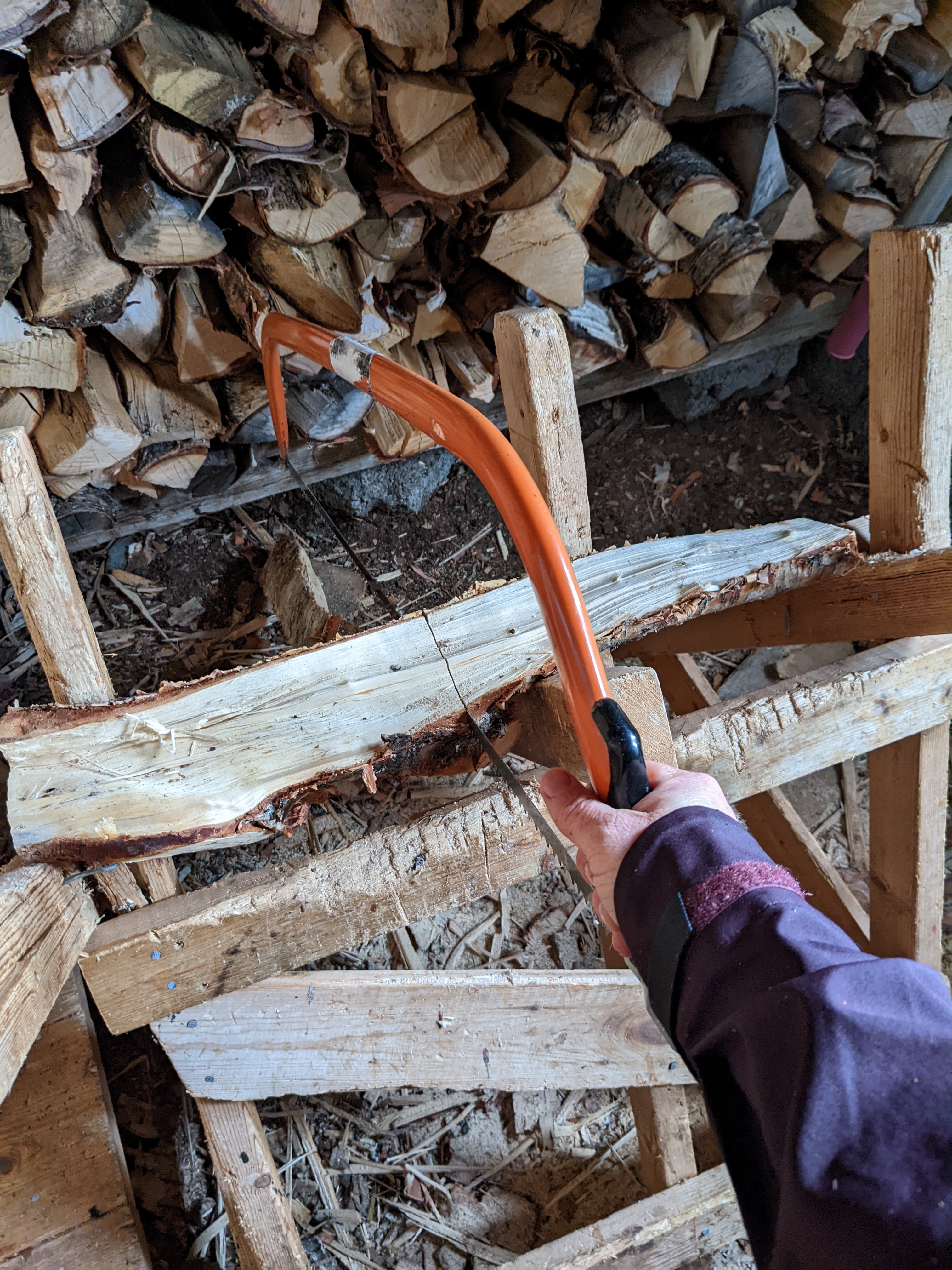 C sawing through a log