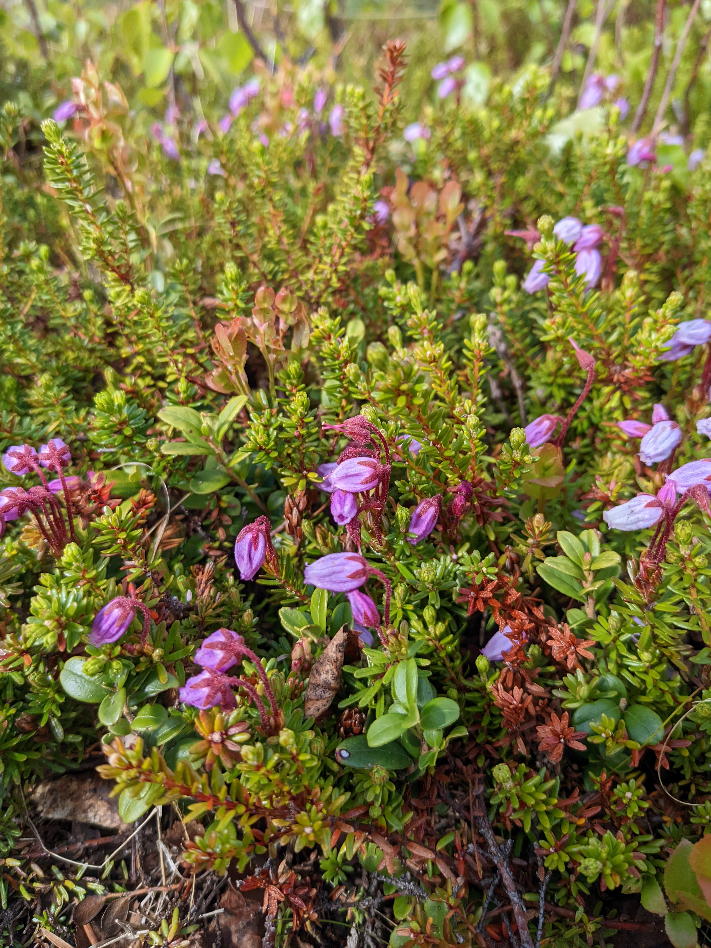 starfruit-shaped pink flowers on small evergreen shrubs