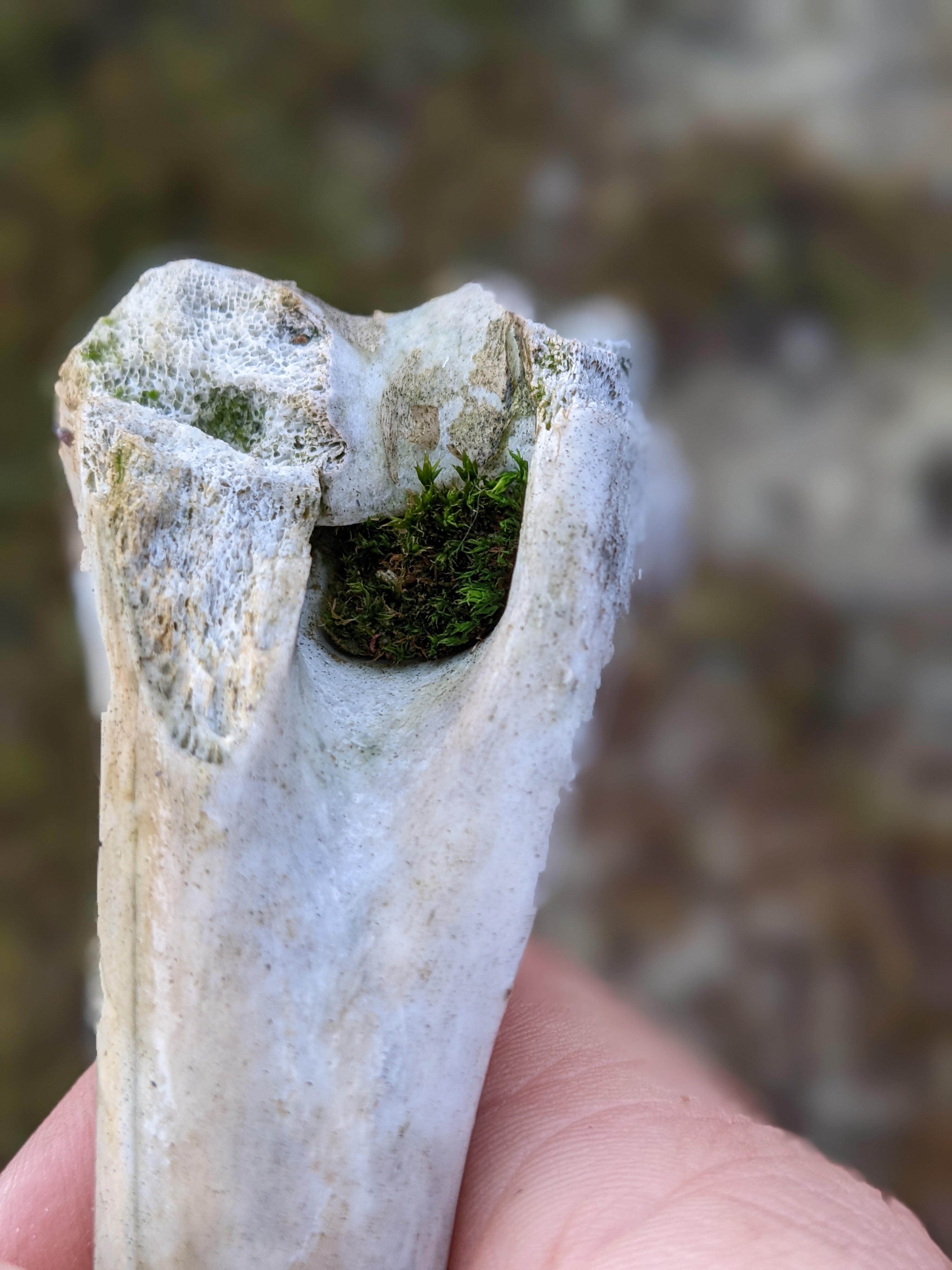 moss growing in a crevice in a sun-bleached bone