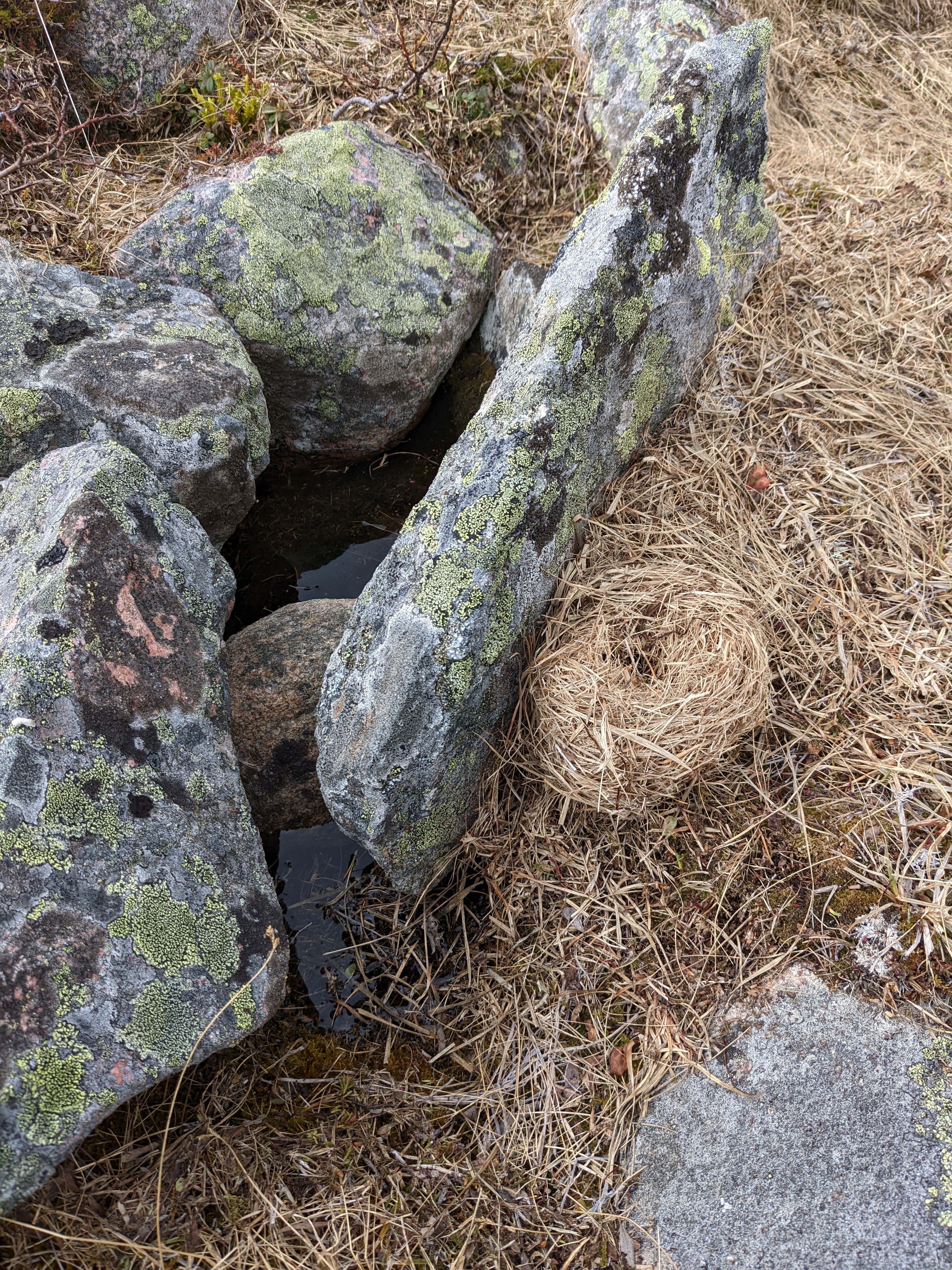 an old bird's nest on the ground, made of dried grass, and round with a dimple in the center