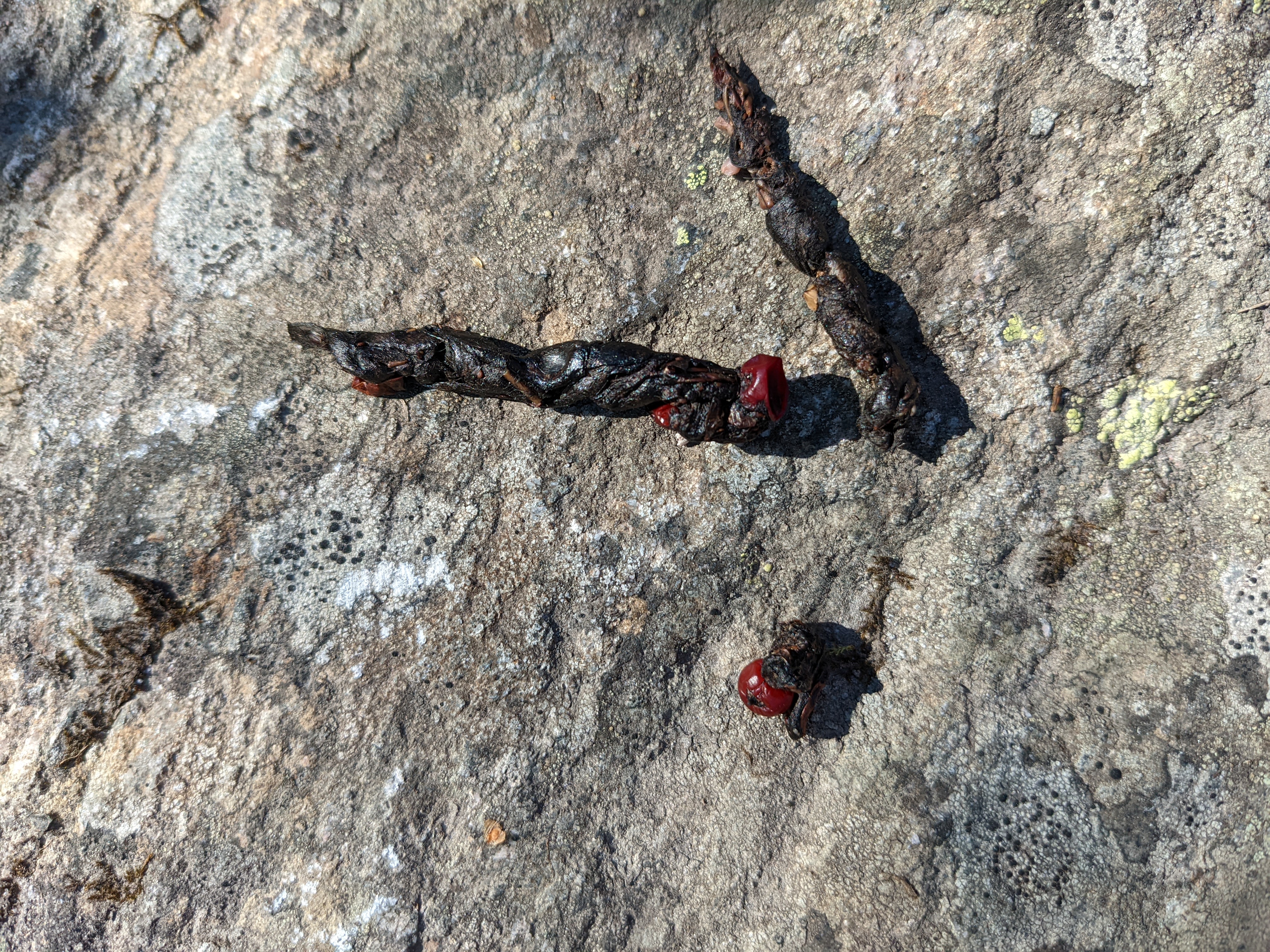 mustelid poop with visible lingonberries