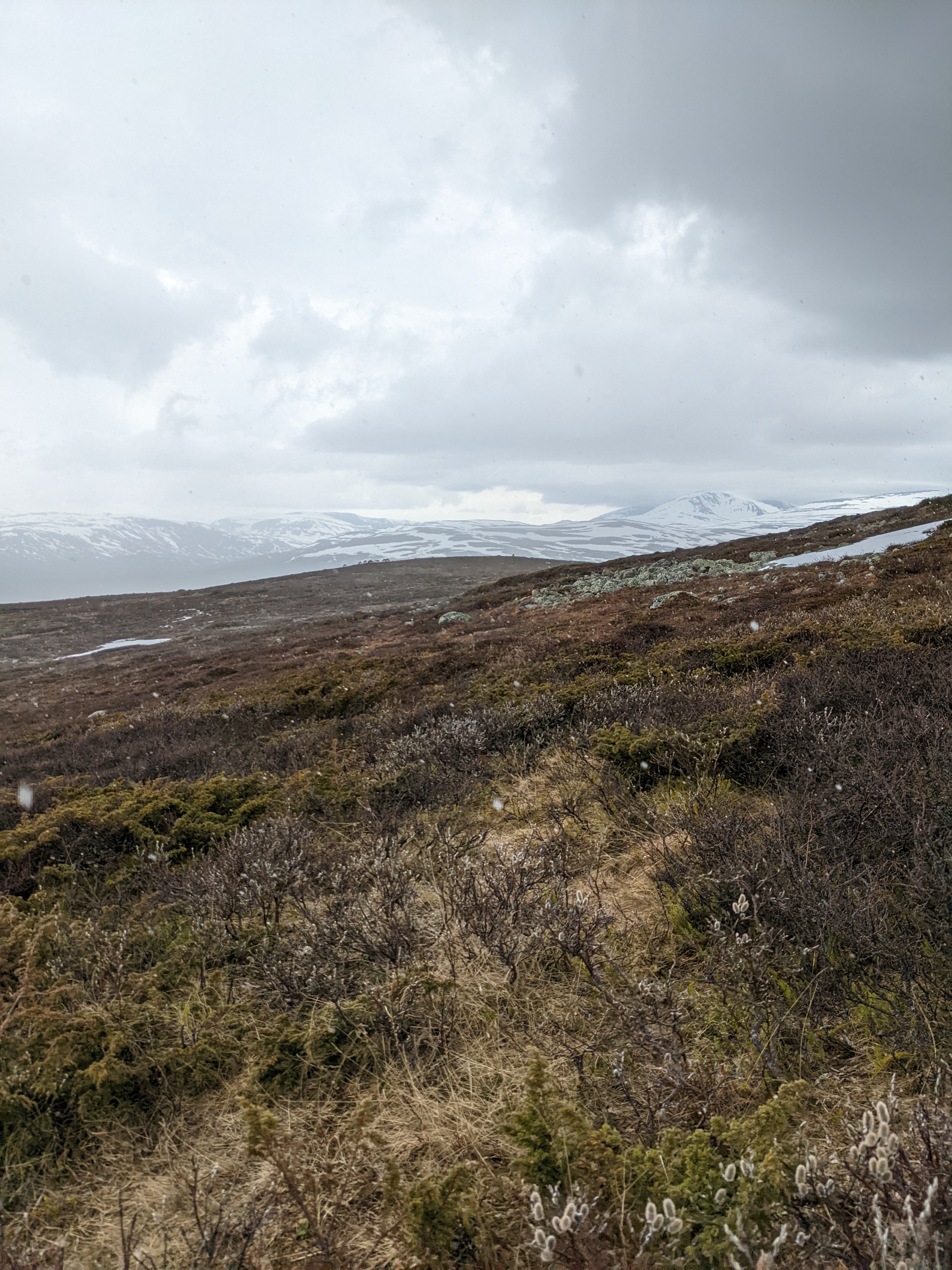 alpine tundra in the rain