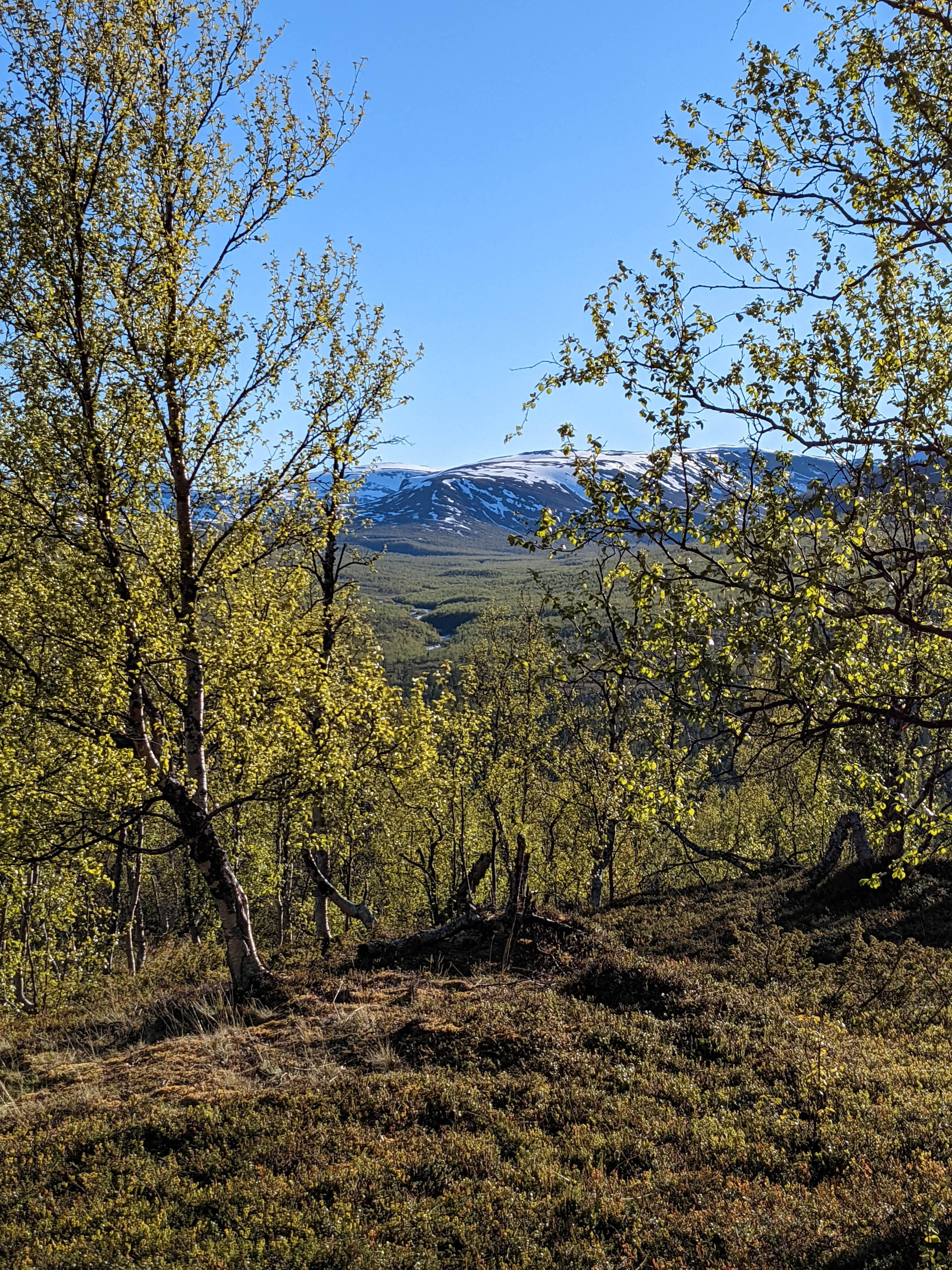 birch trees on a slope overlooking a river valley covered by pine forest