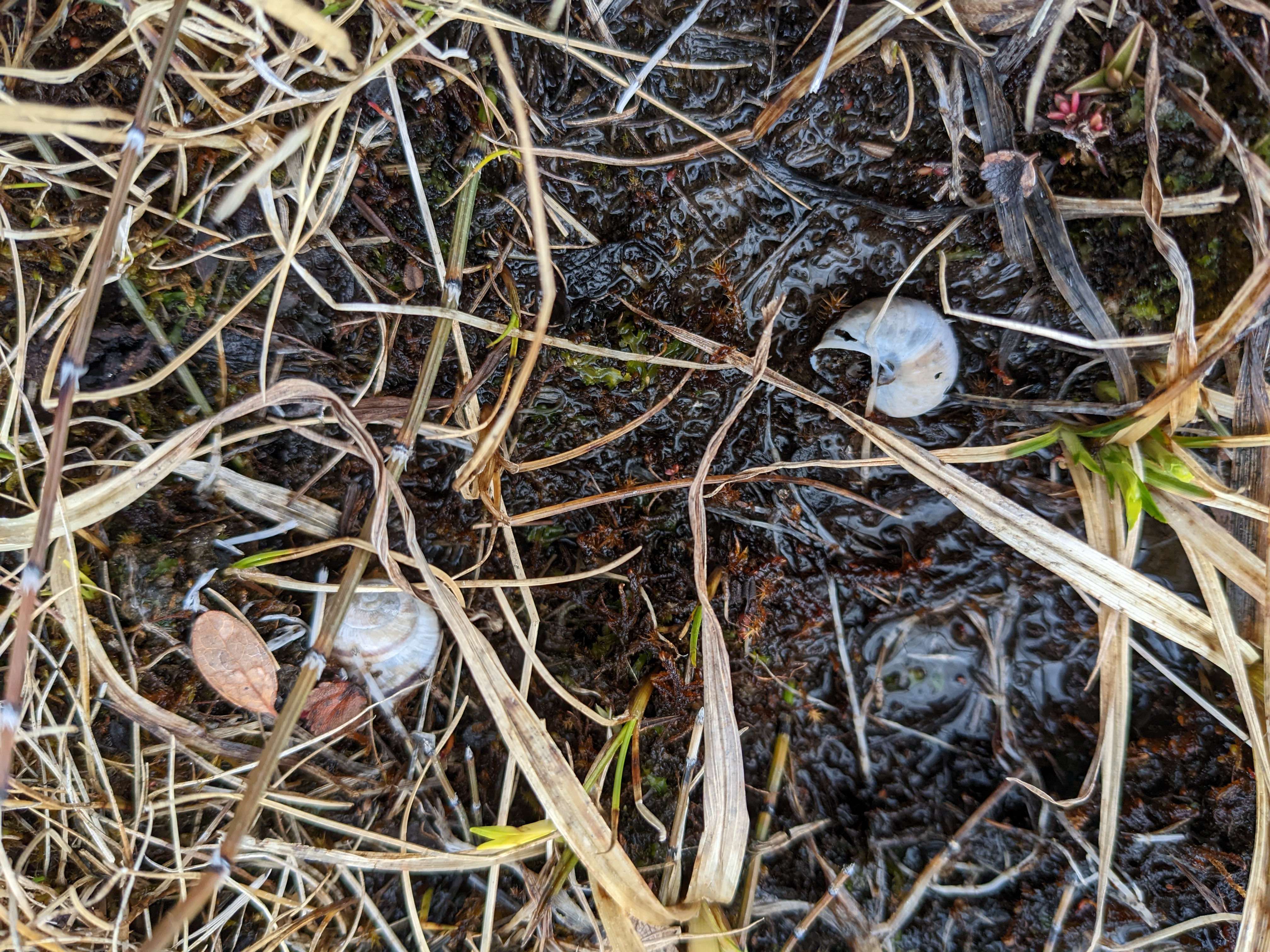 snail shells in the dead grass