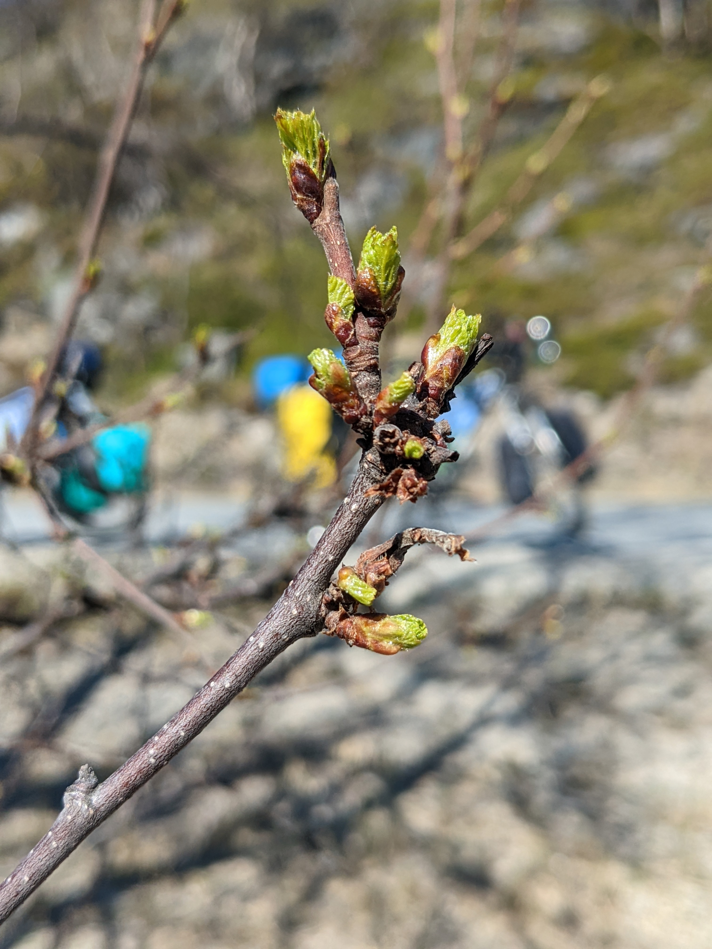 birch buds breaking open to begin leafing out