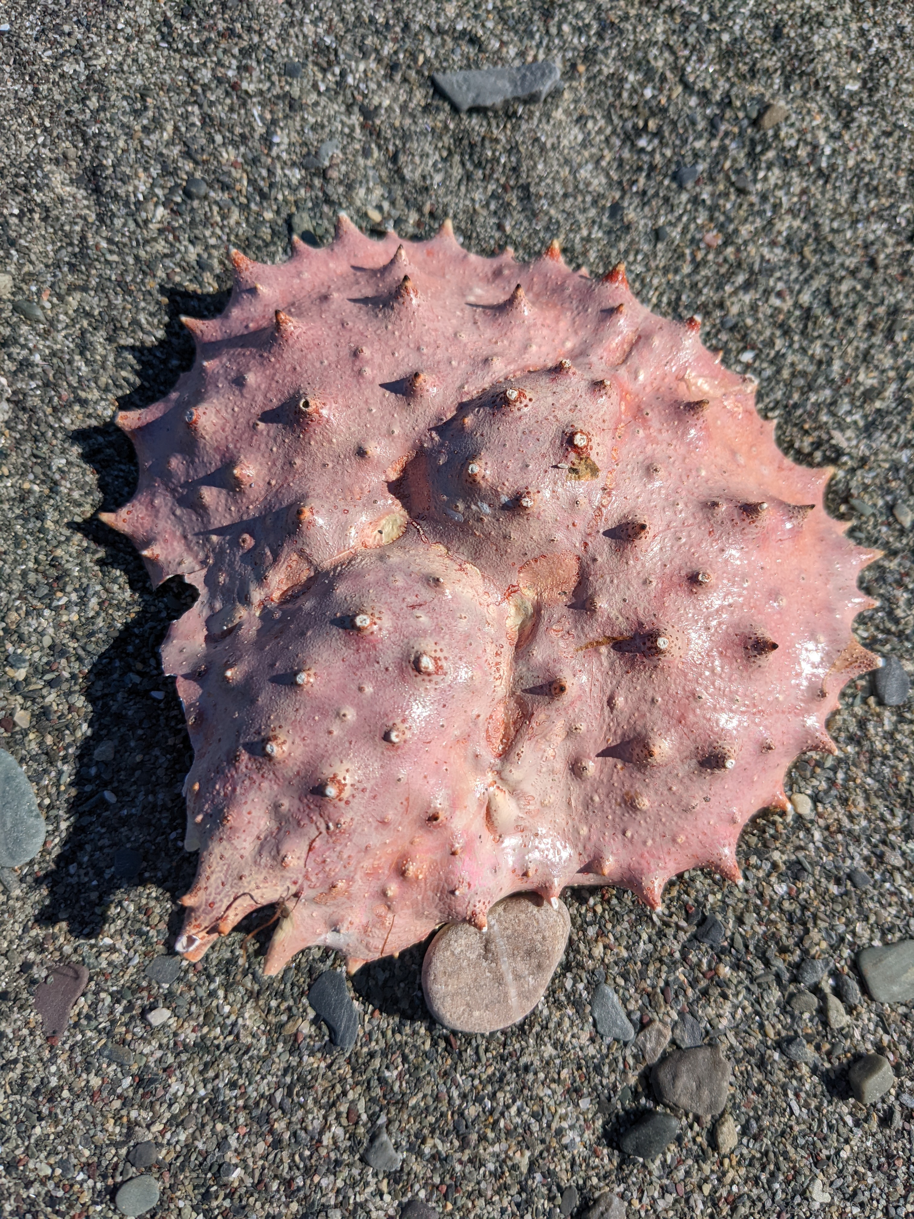 King crab carapace on the beach