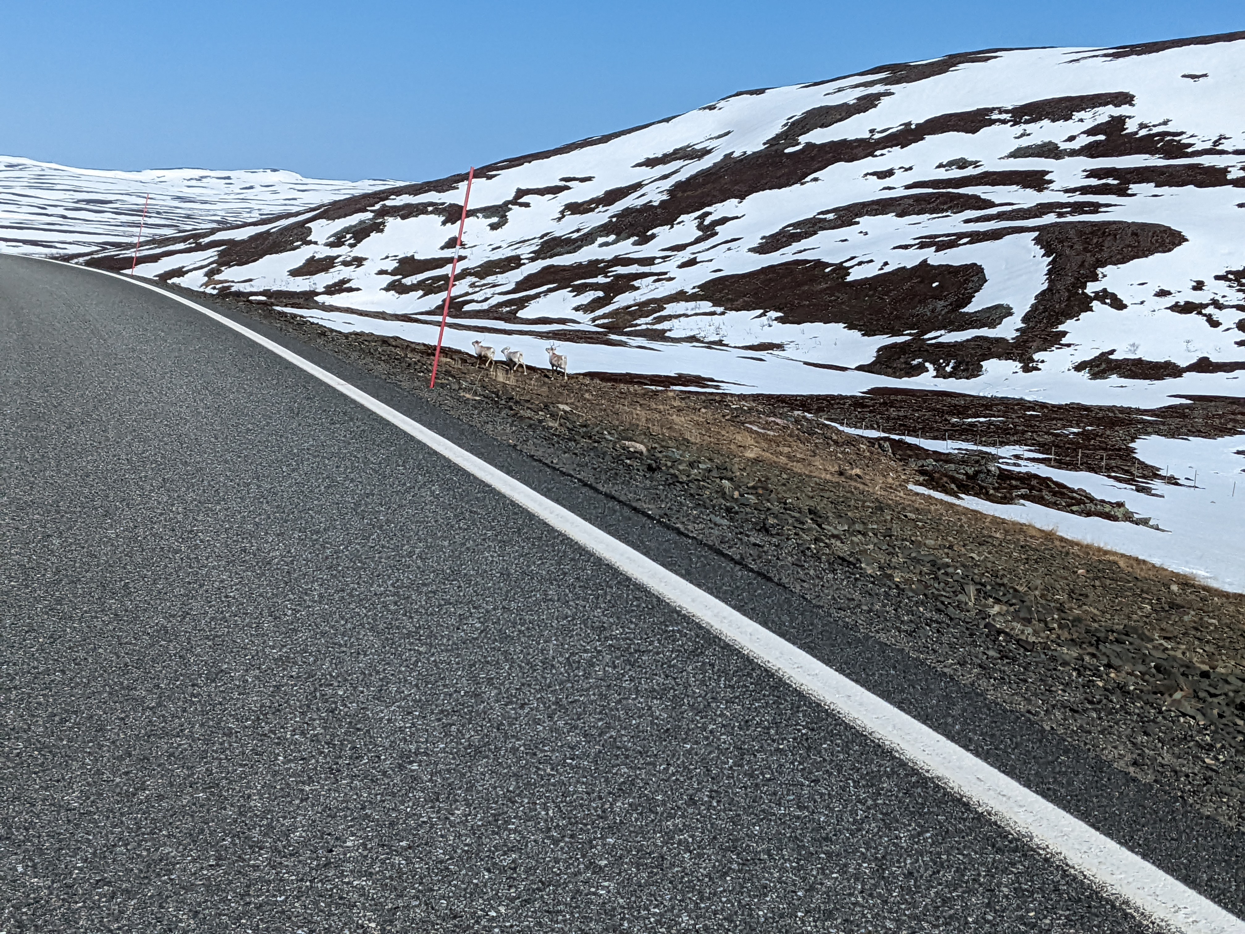 mediocre picture of reindeer running by the highway