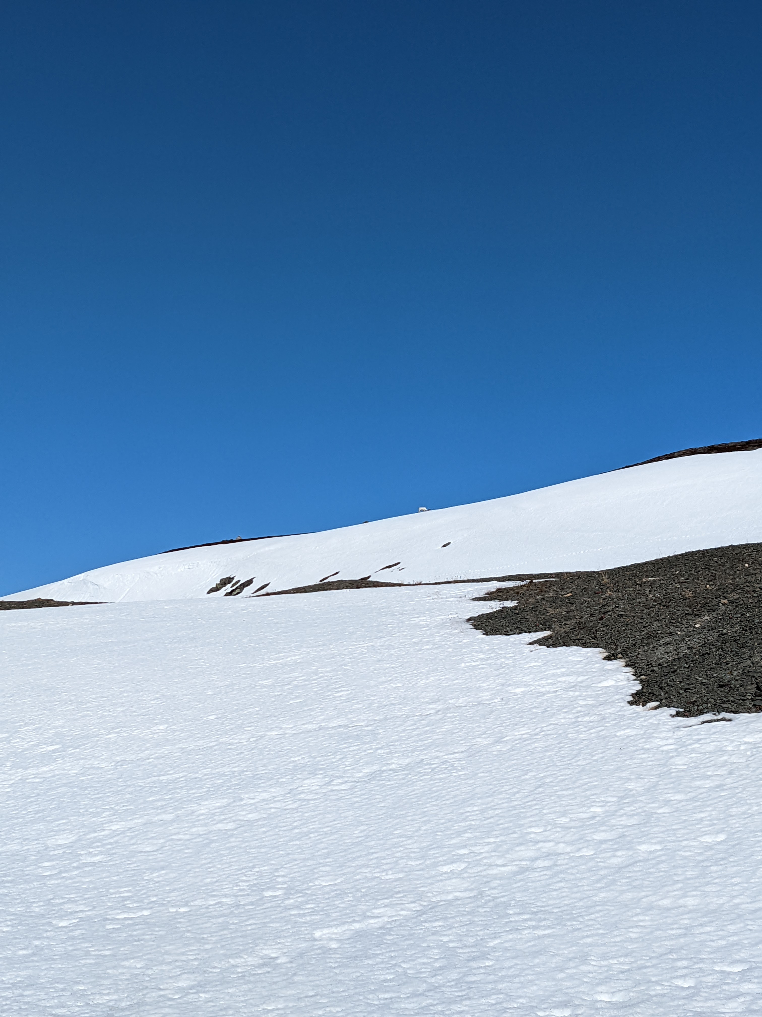 white reindeer skylined above a snowfield