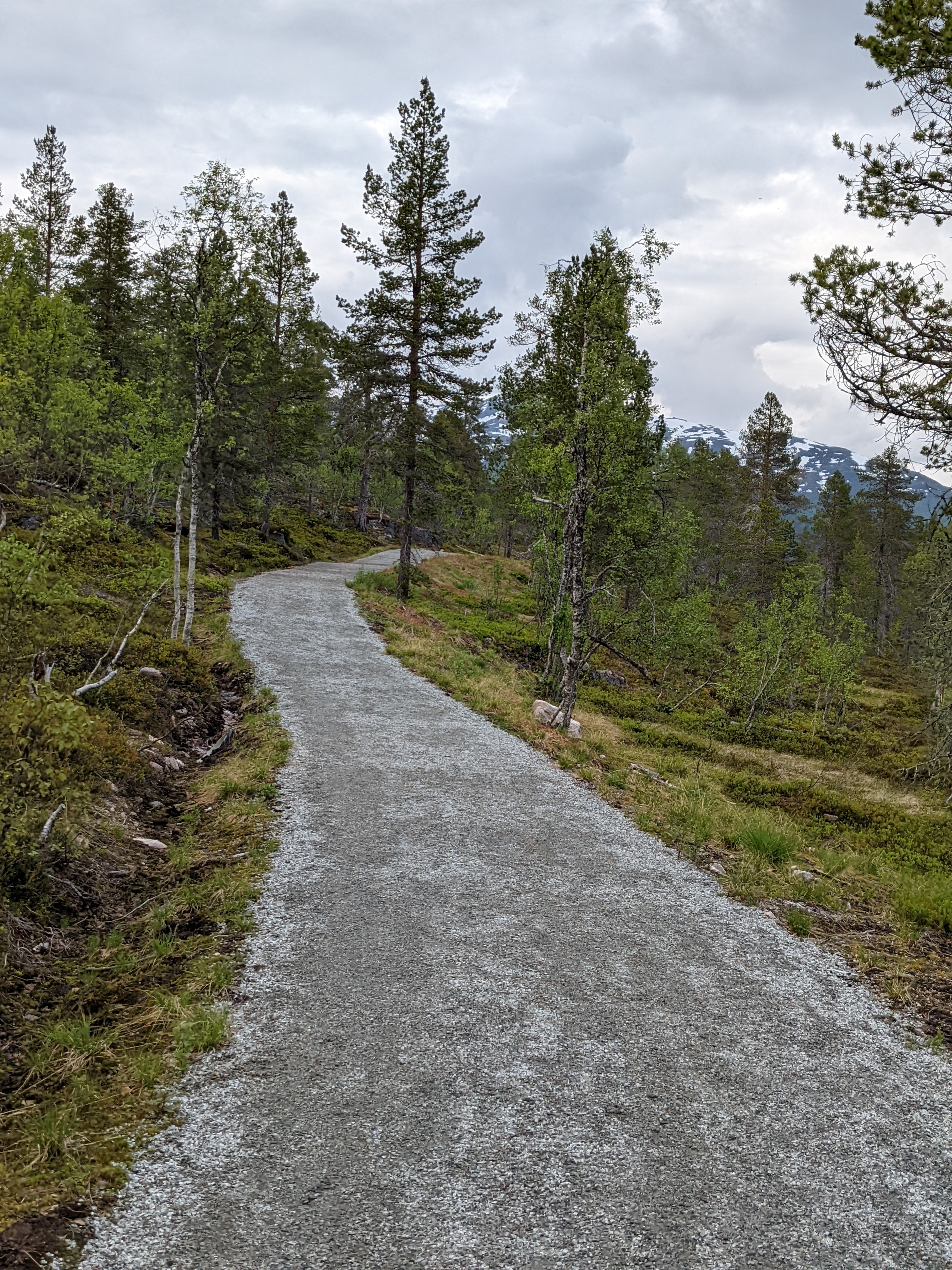 wide gravel footpath uphill through thin pines and birch