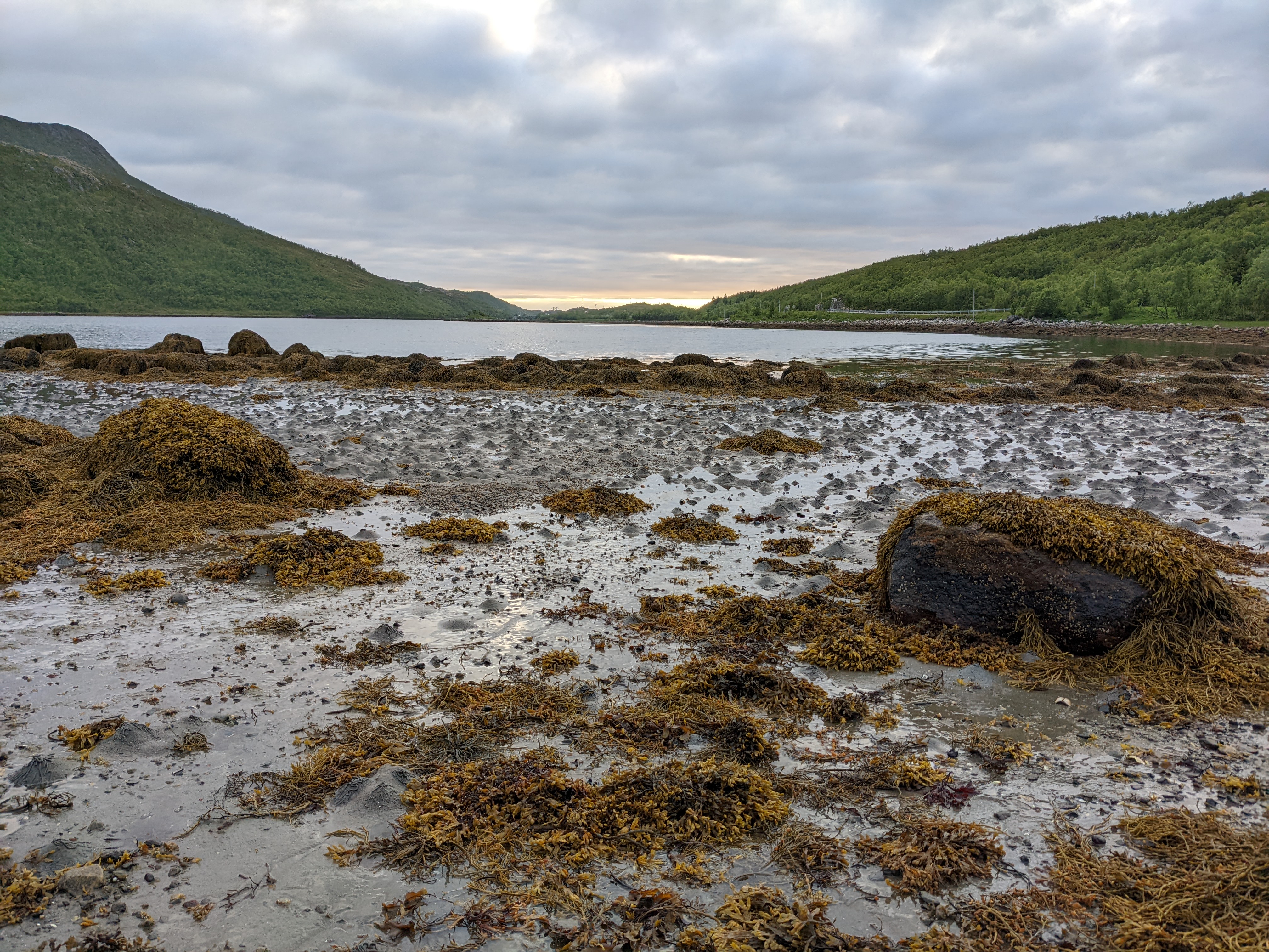 a beach-level view of the fjord, with rocks and brown algae in the mud, plus lots of little pyramidal lumps from worms or possibly bivalves