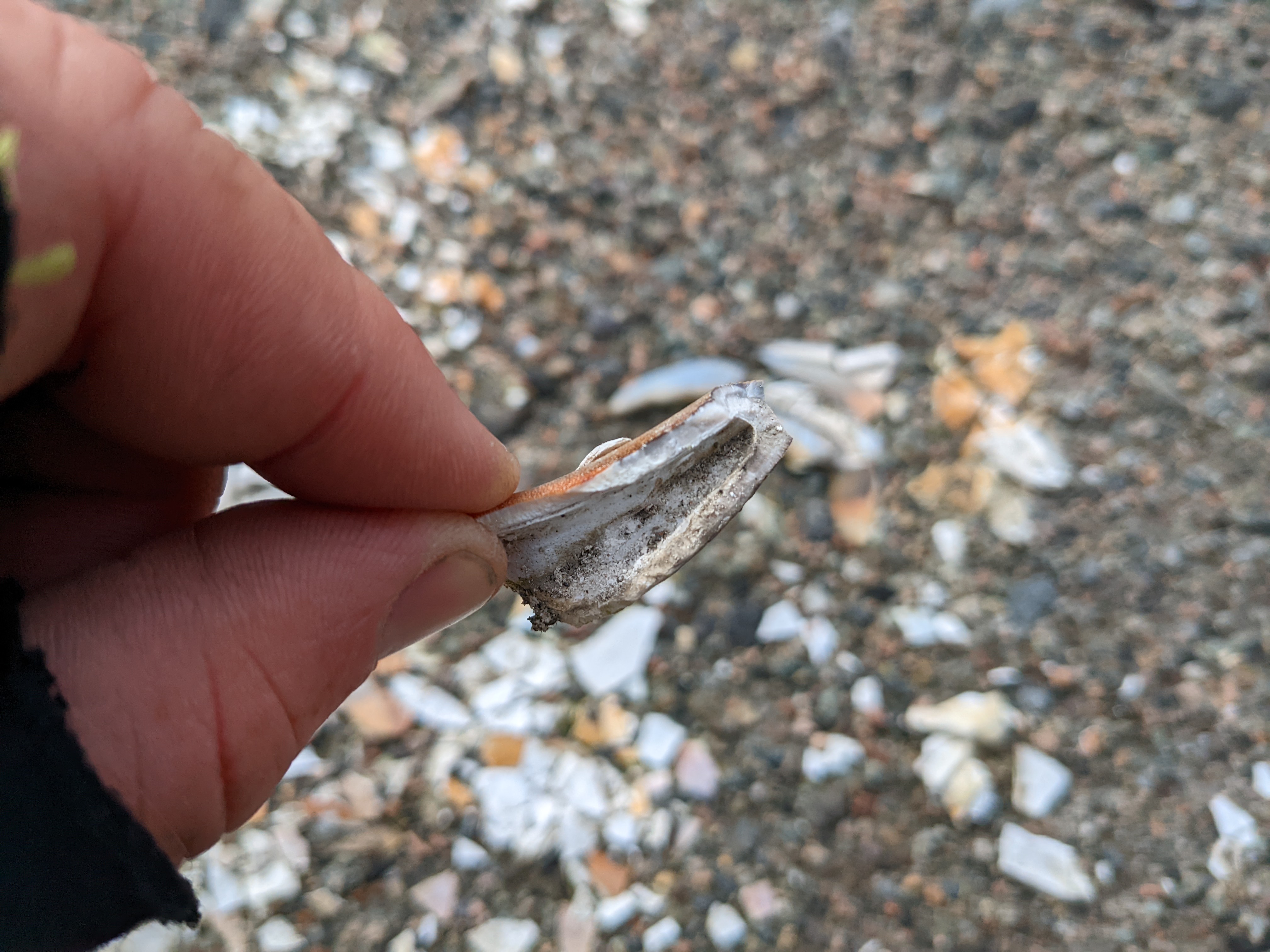 close-up of crab claw broken in half with 3-5 mm thick shell