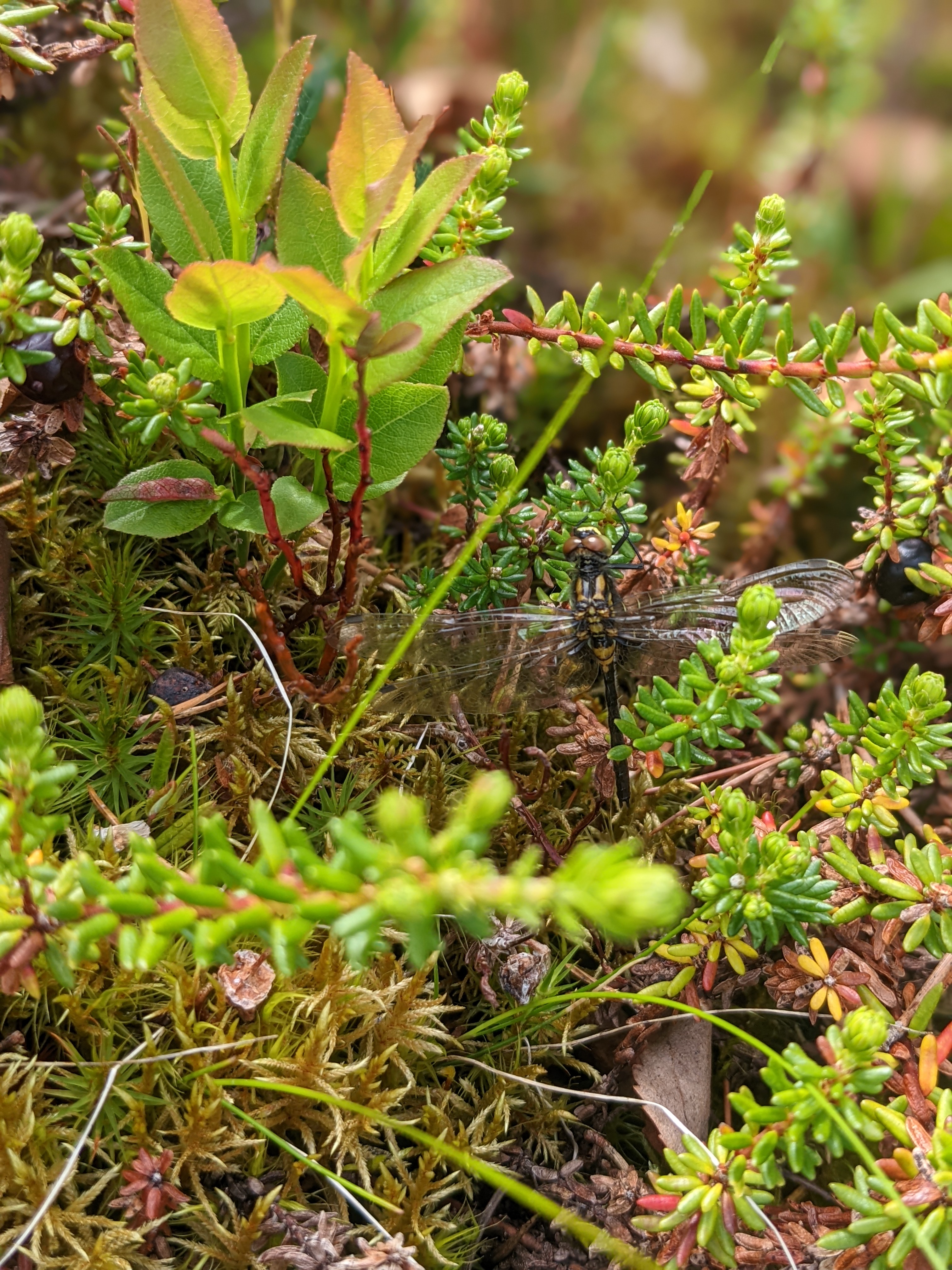 closeup of a dragonfly perched on crowberry shrub