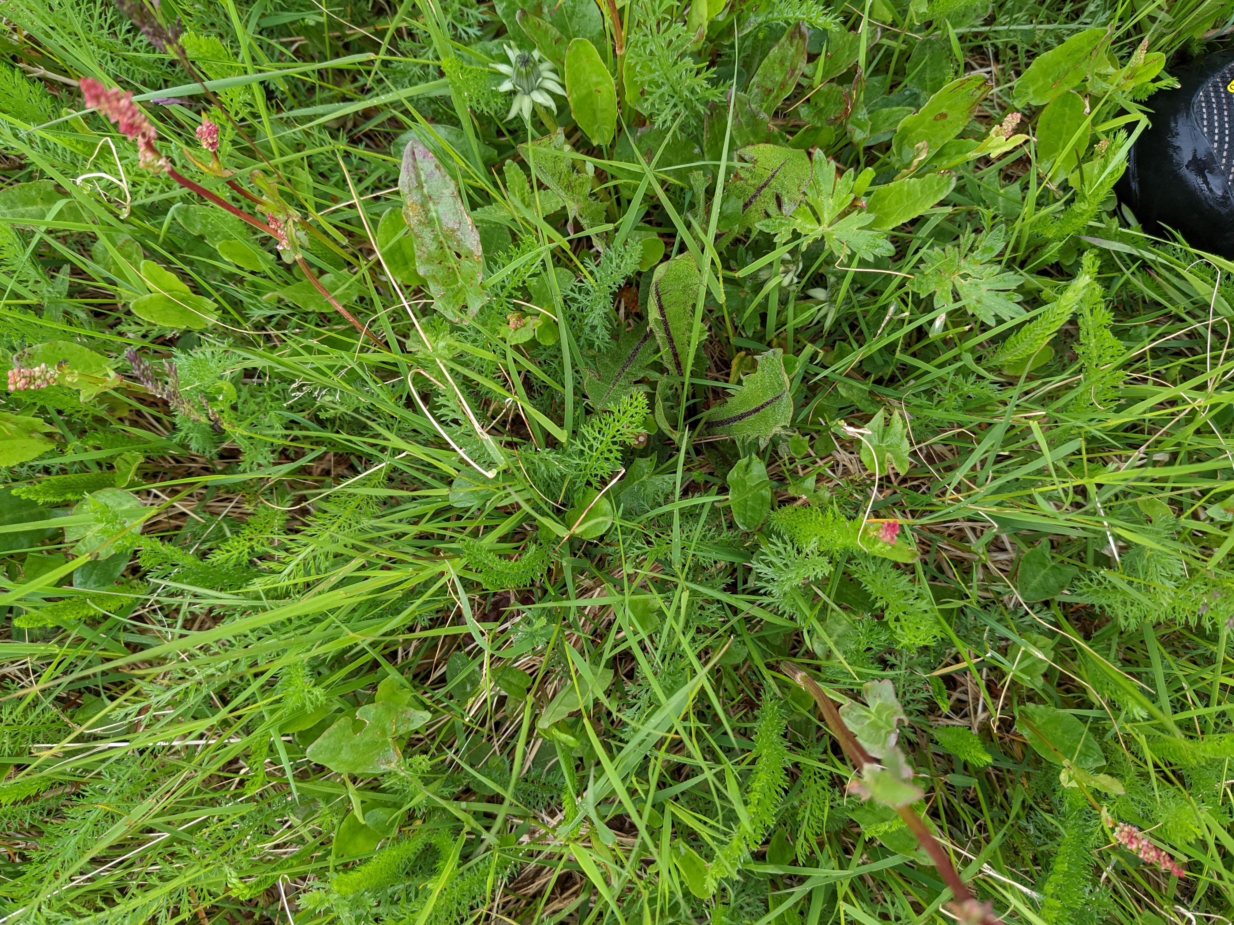 a view down at a meadow from knee height. leaves and flowers of dandelion and some amaranth, plus buttercup, grass, and some funny fern-like thing