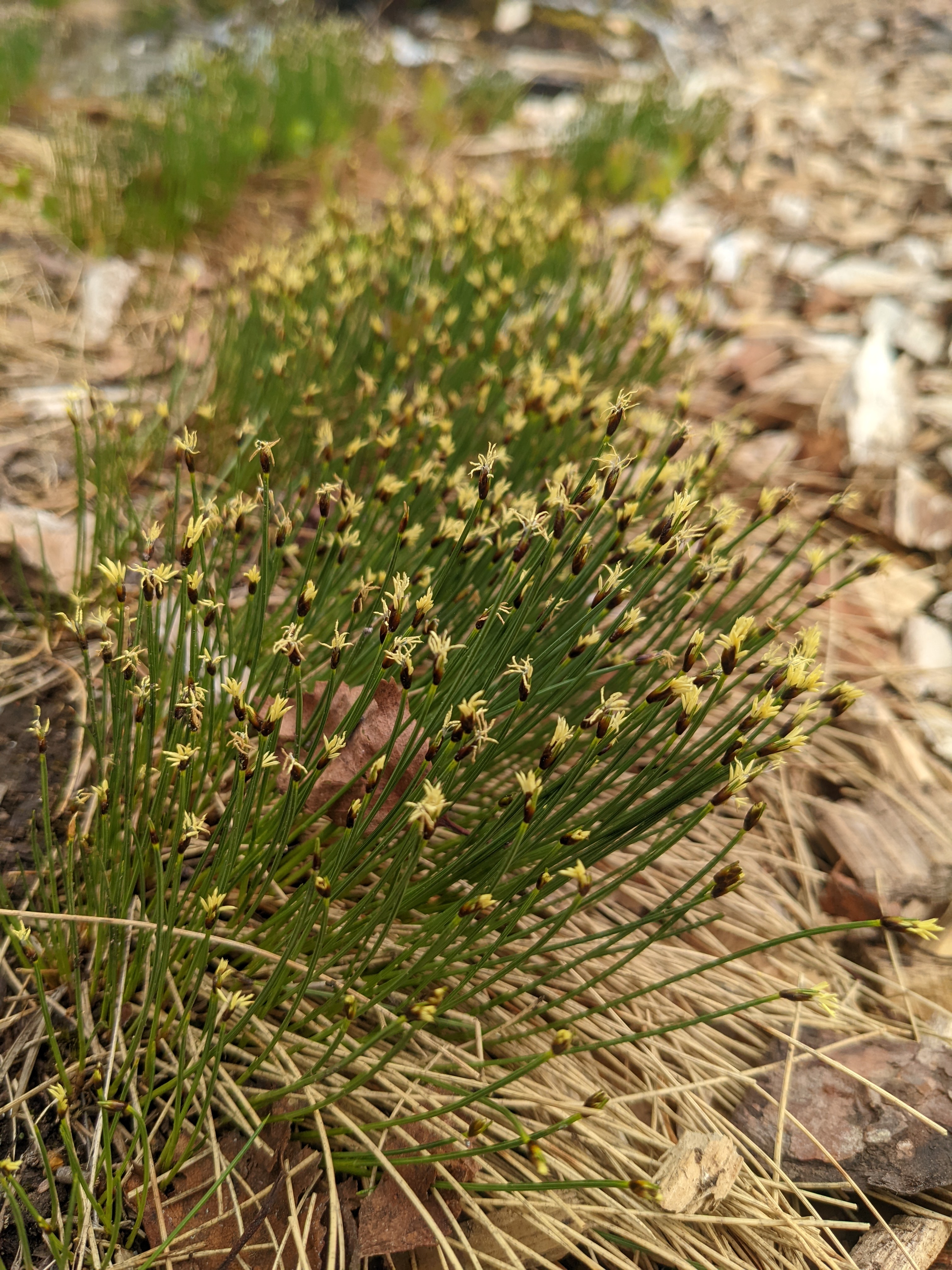 sedges in bloom, with little tufty yellow tops