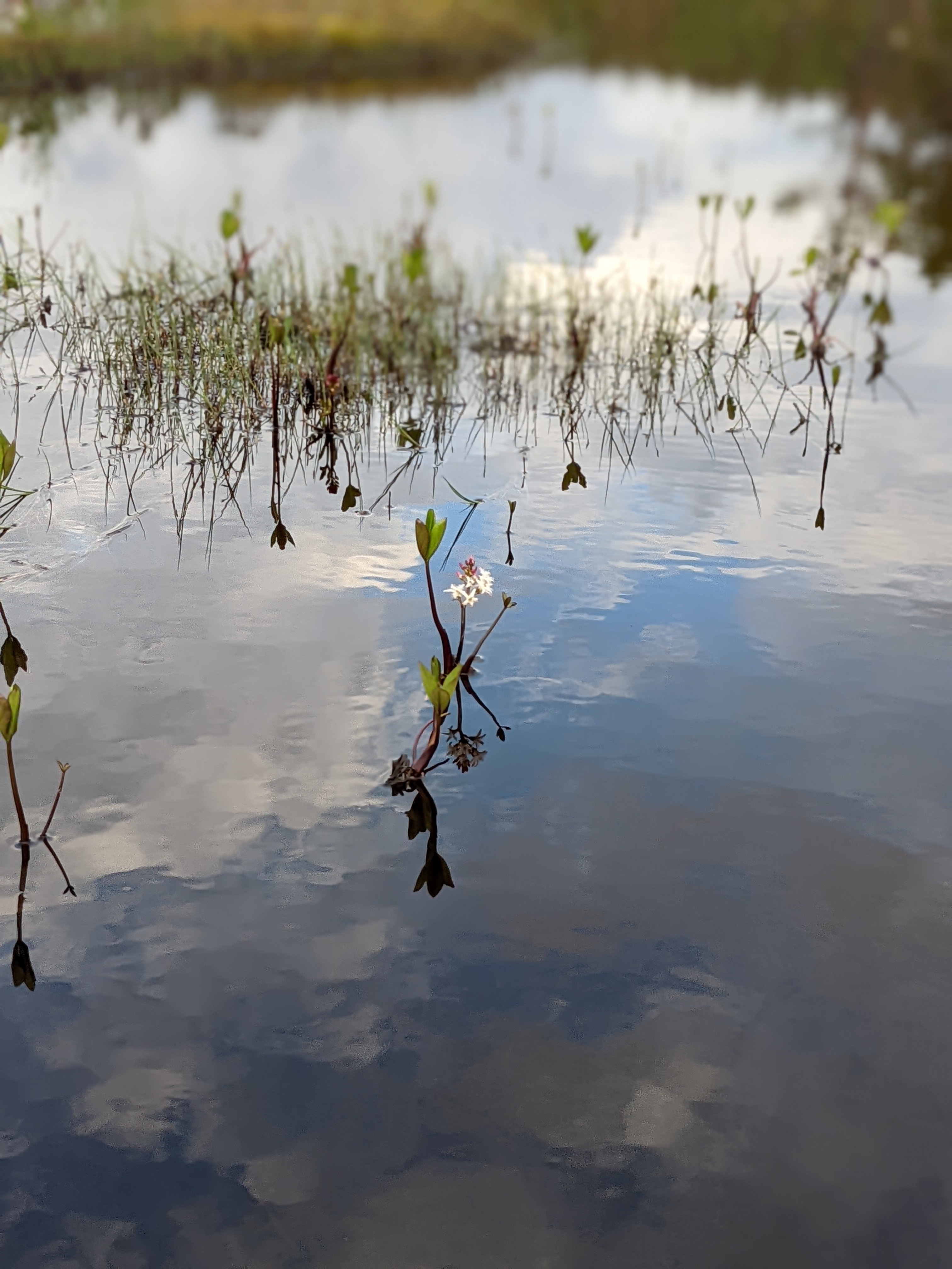 strange thick-stemmed plants growing up out of still water, with white flowers