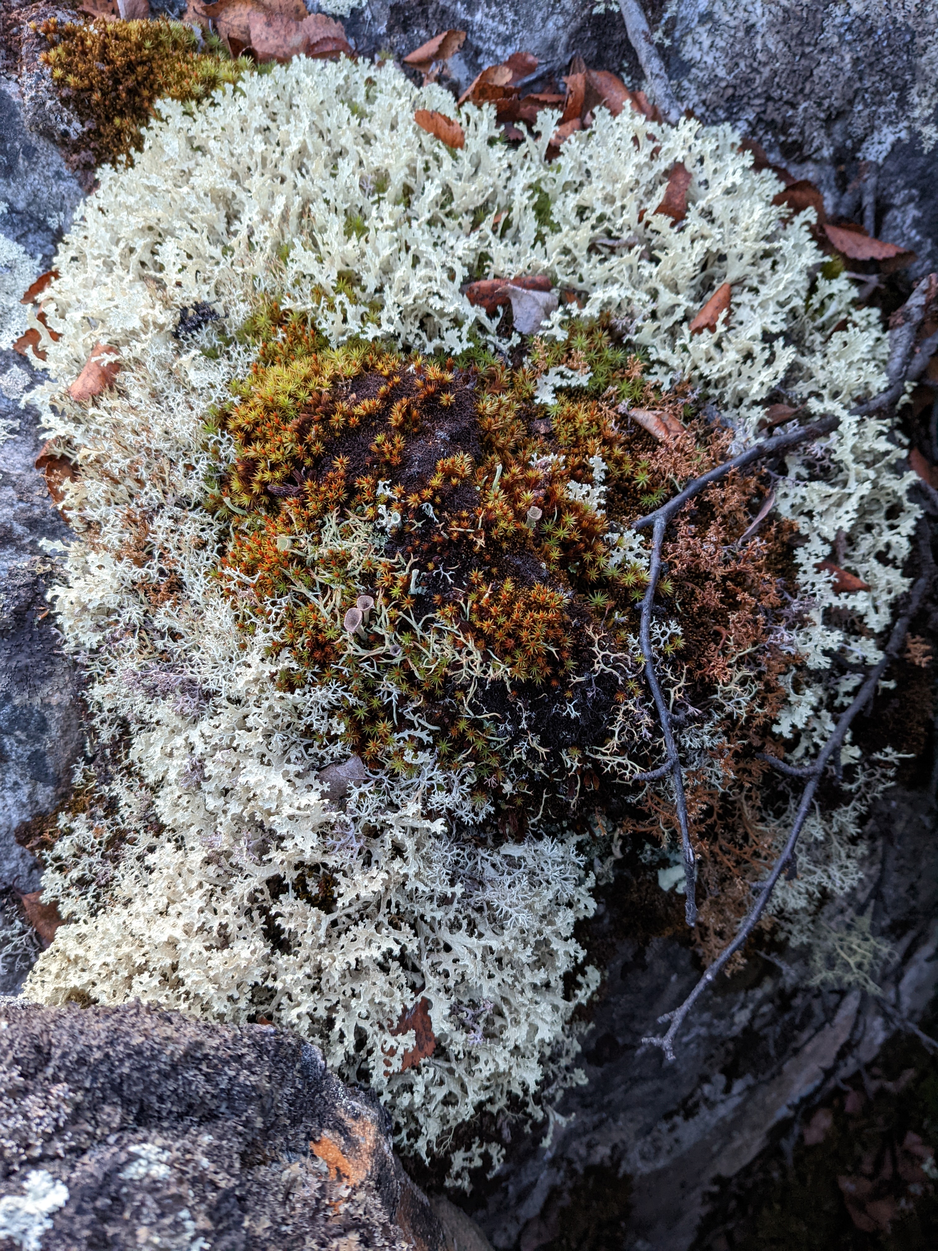 heart-shaped patch of lichen and moss