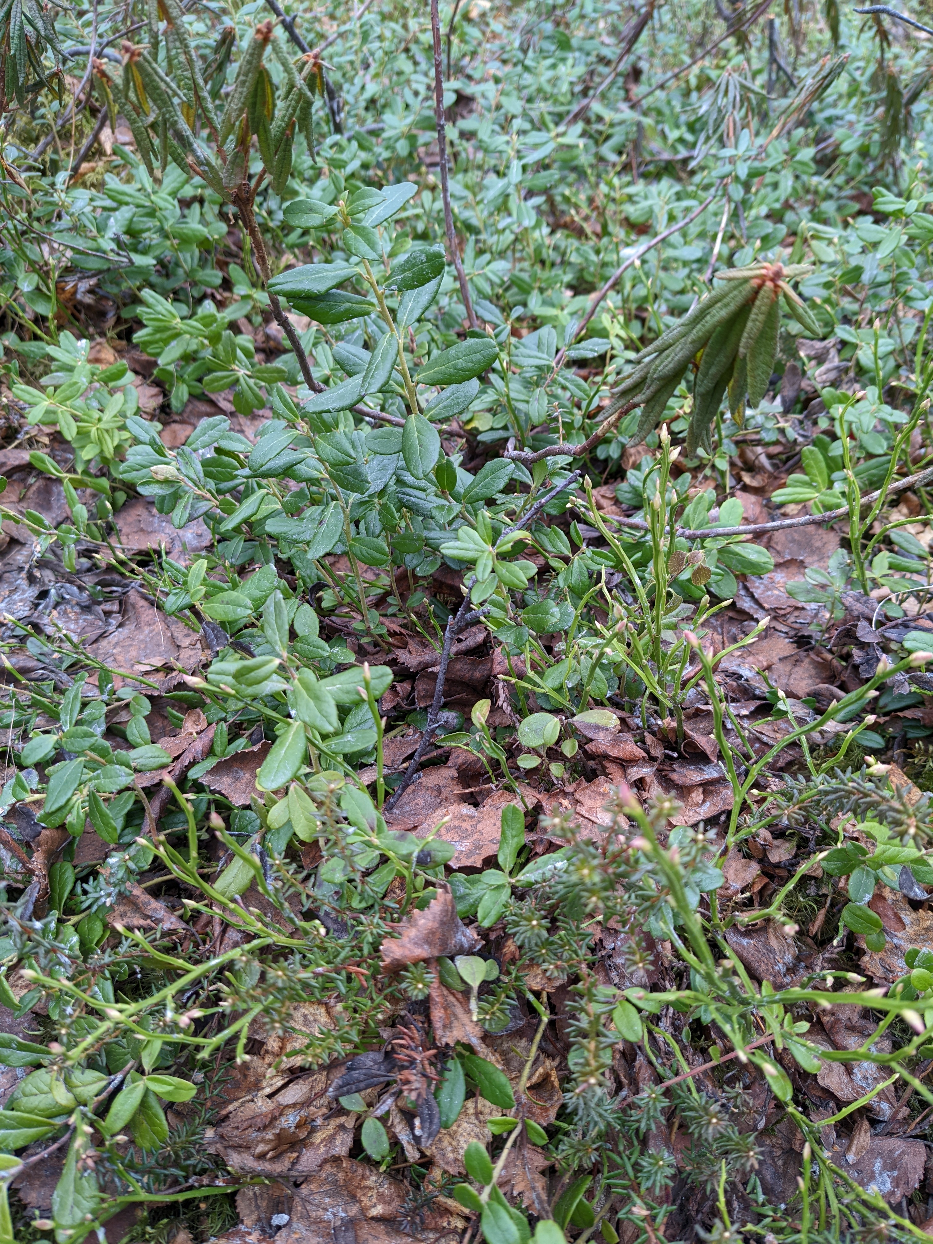 local flora include rhododendron, crowberry, and plenty of vaccinium species